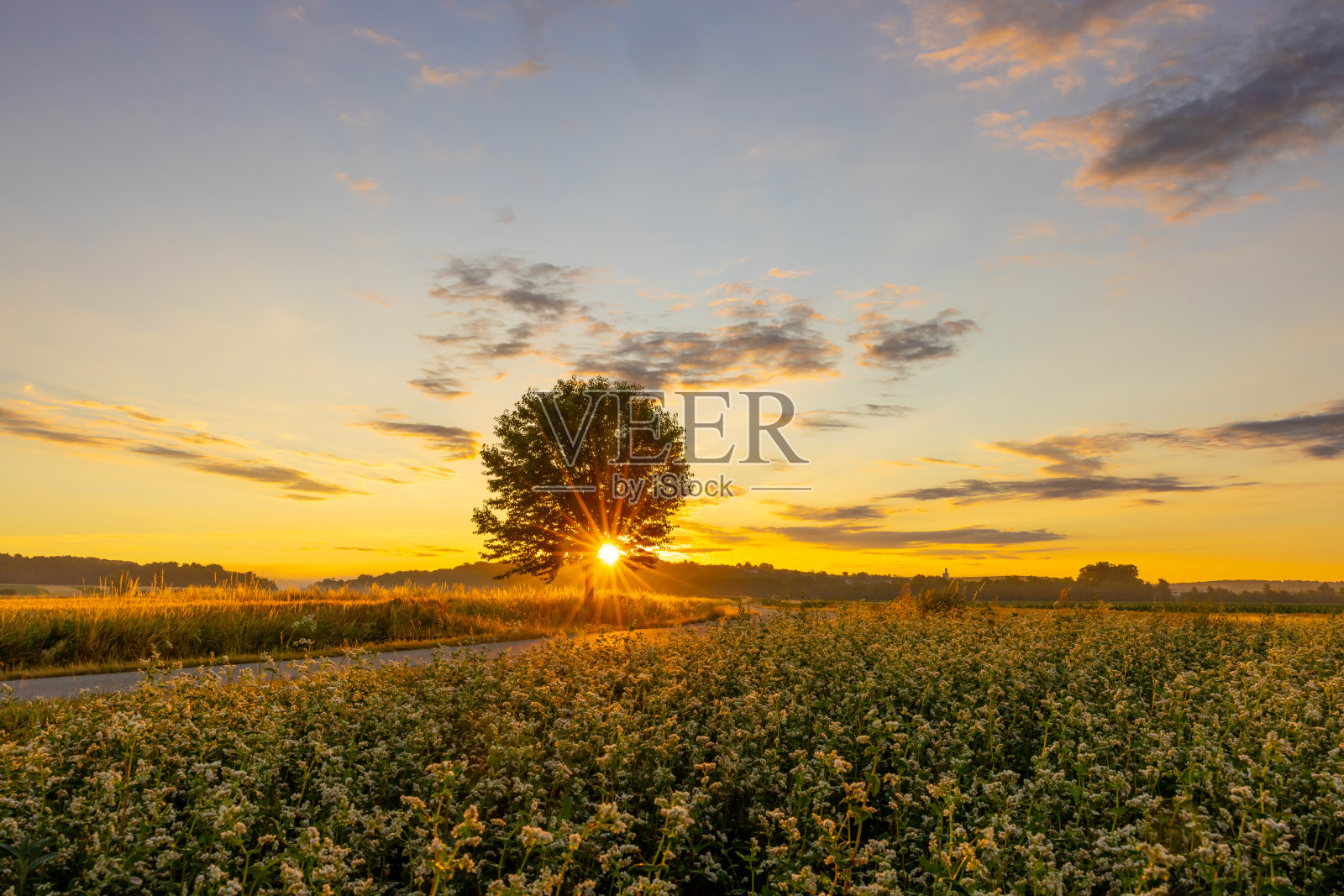 在美丽的风景中，阳光照耀在路边的树木上照片摄影图片
