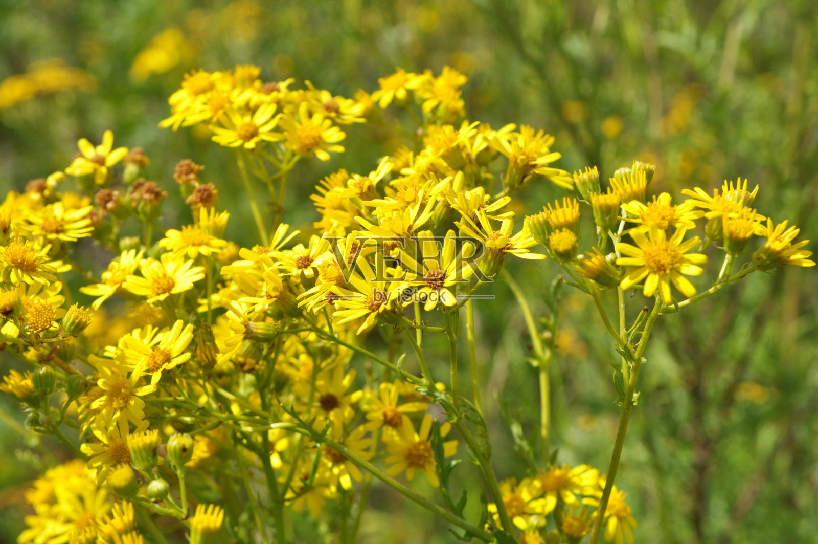 植物雅可比草生长在野外照片摄影图片