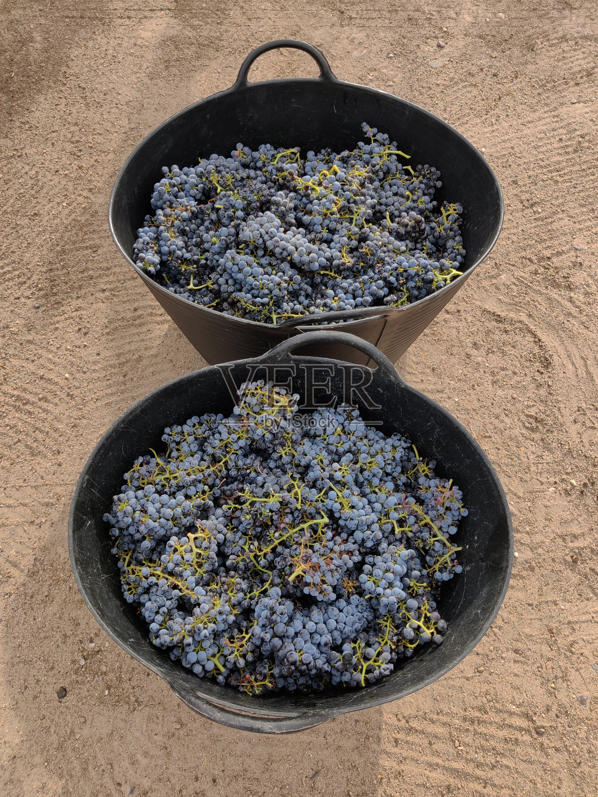 采摘的葡萄收集在桶中，准备转化为葡萄酒照片摄影图片