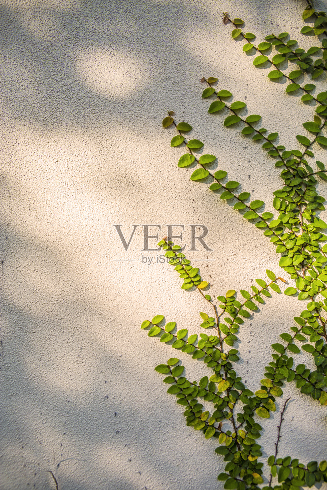 夏季的叶背景照片摄影图片