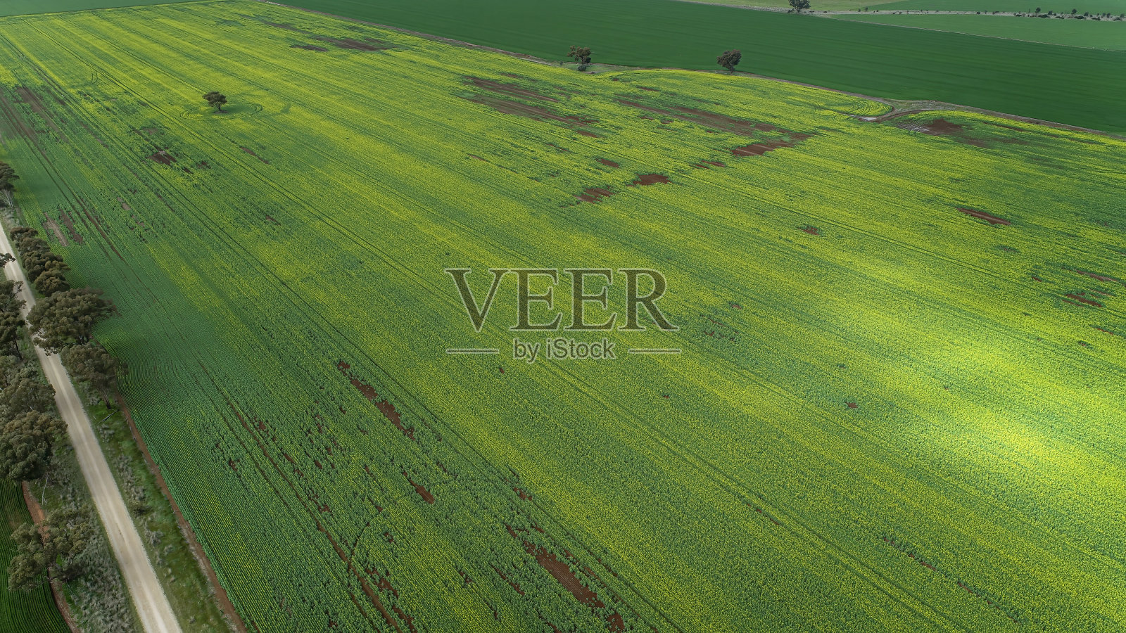 油菜田空中照片摄影图片