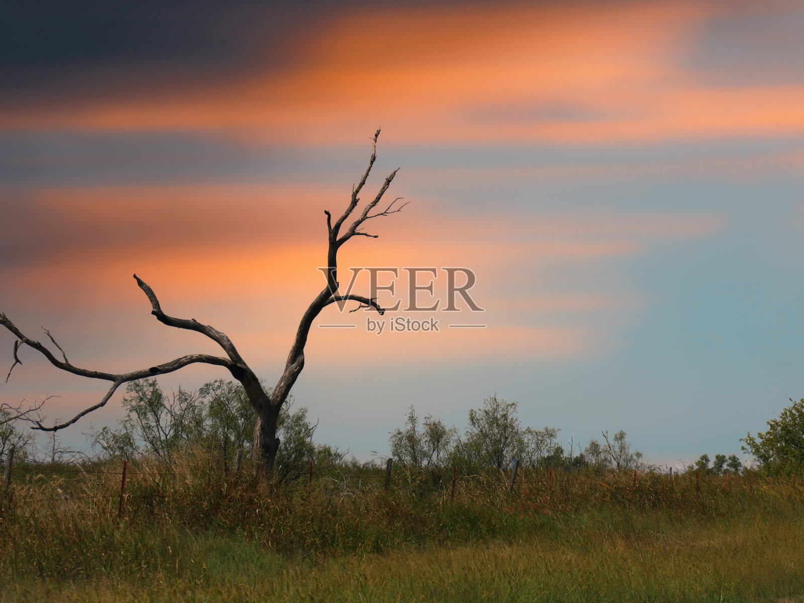 夕阳下一棵光秃秃的小树的中近距离拍摄照片摄影图片