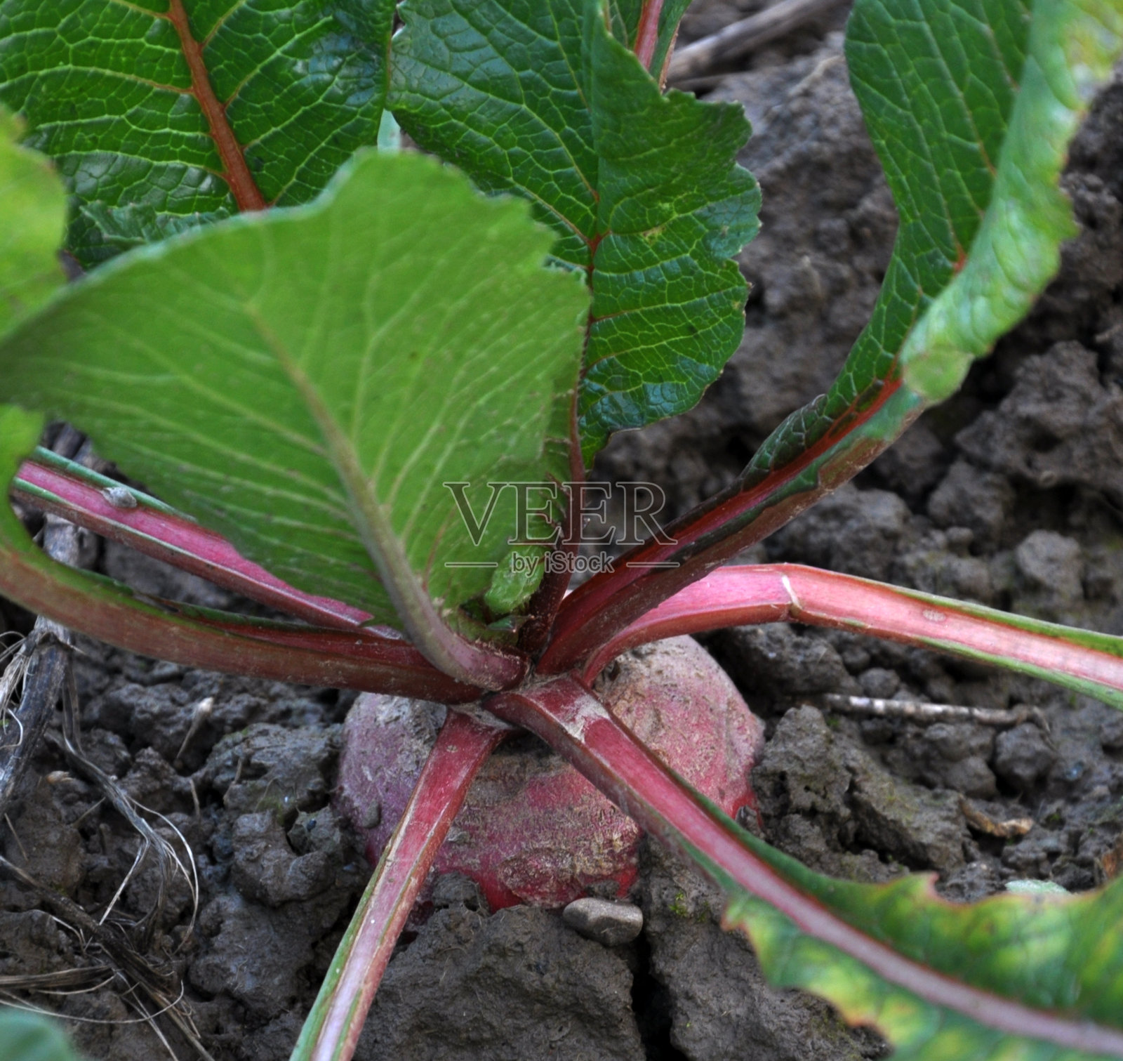 冬萝卜长在土里照片摄影图片