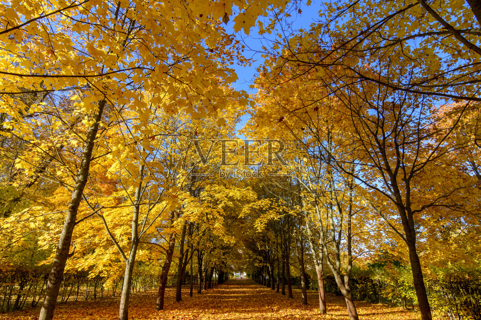 秋天的枫树巷在亚历山大公园，Tsarskoe Selo(普希金)，圣彼得堡，俄罗斯照片摄影图片