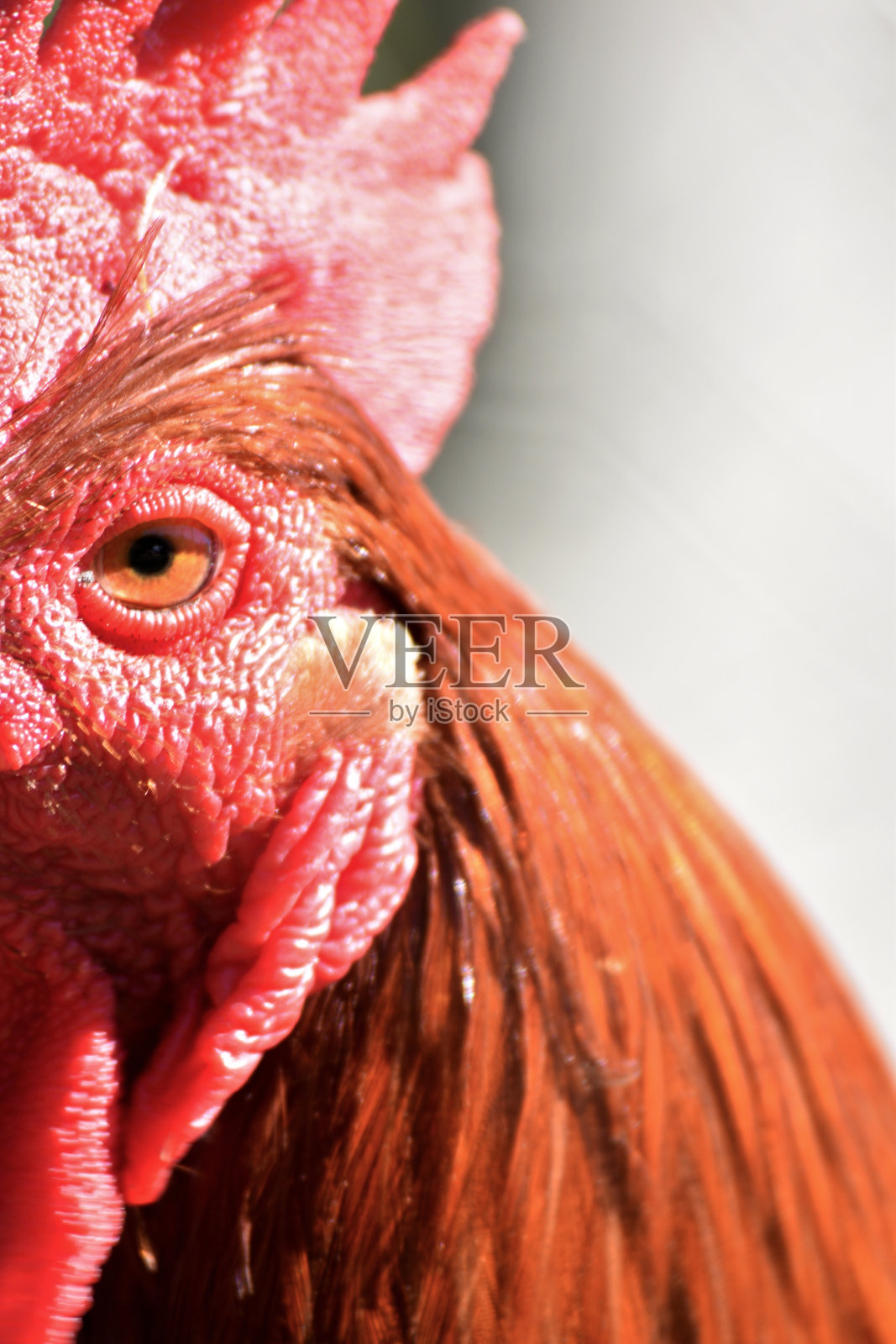 公鸡照片摄影图片