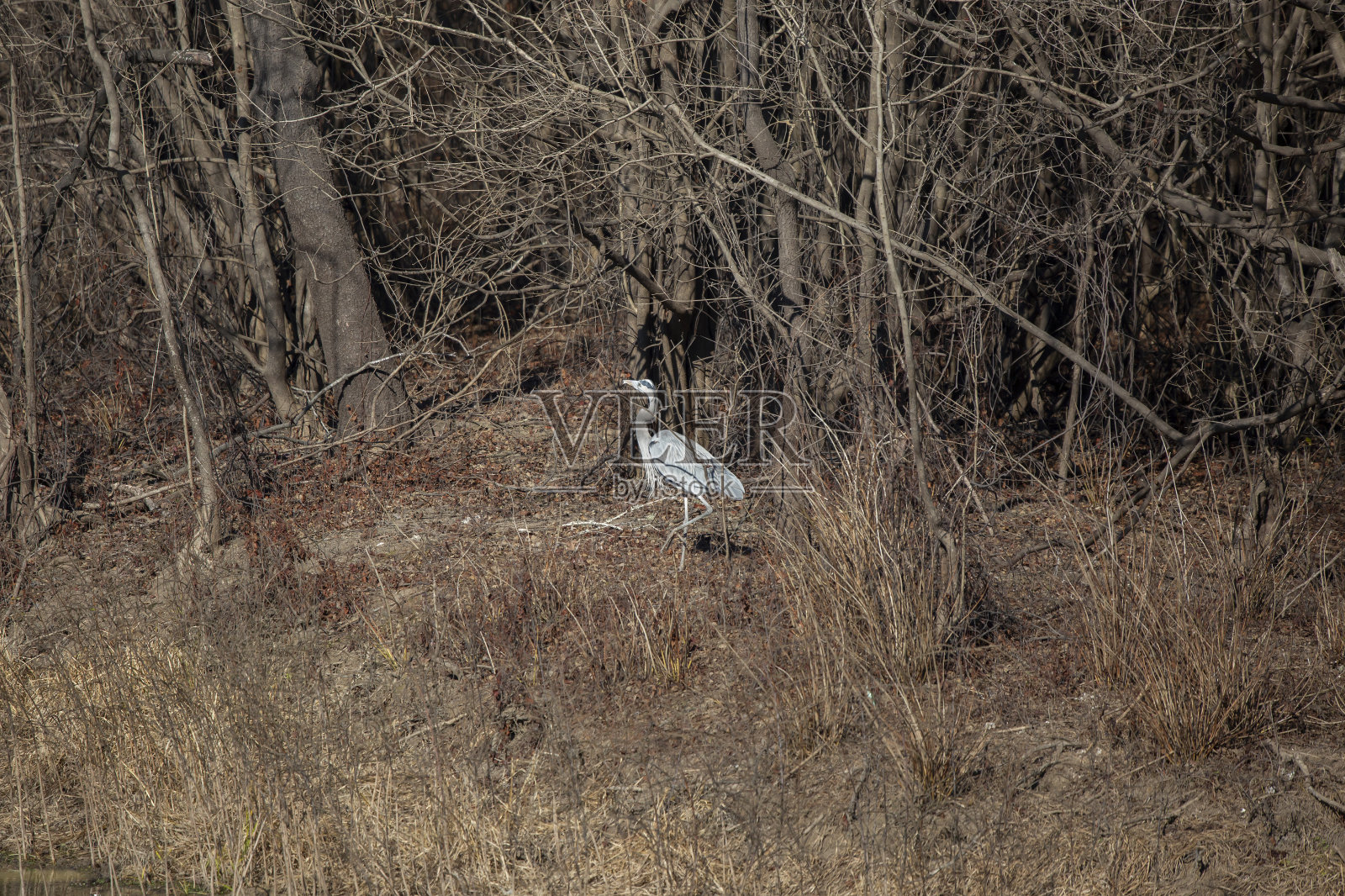 吃大蓝鹭照片摄影图片