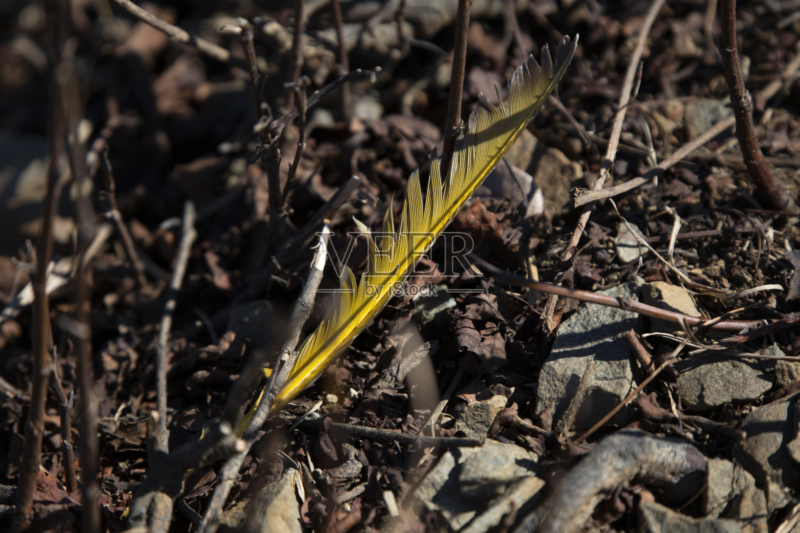黄轴闪烁羽毛的特写照片摄影图片