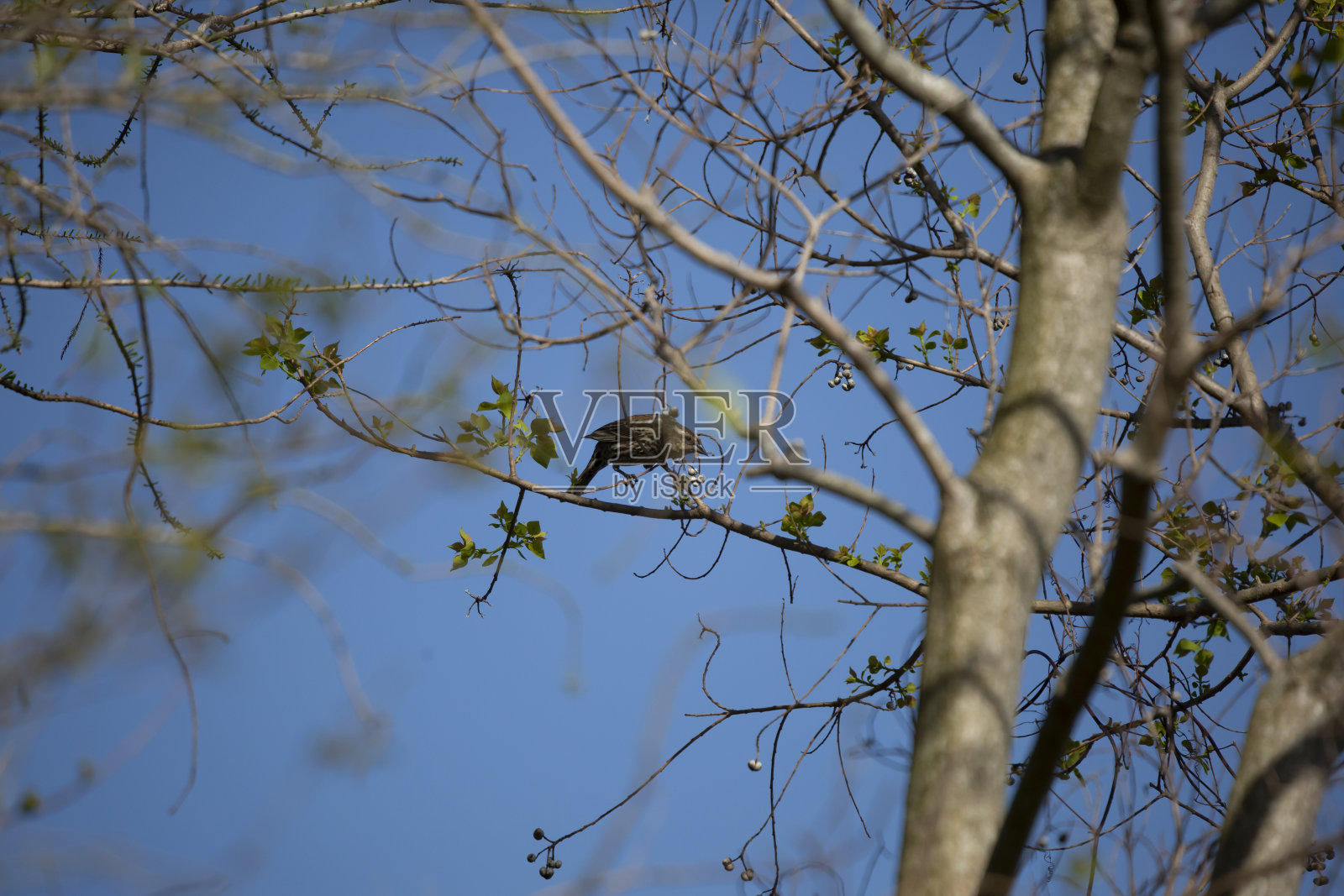 树上的雌性红翼黑鹂照片摄影图片