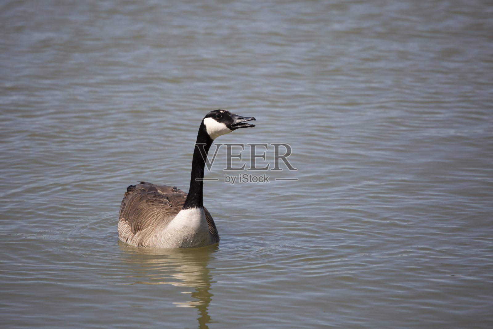 黑额黑雁照片摄影图片