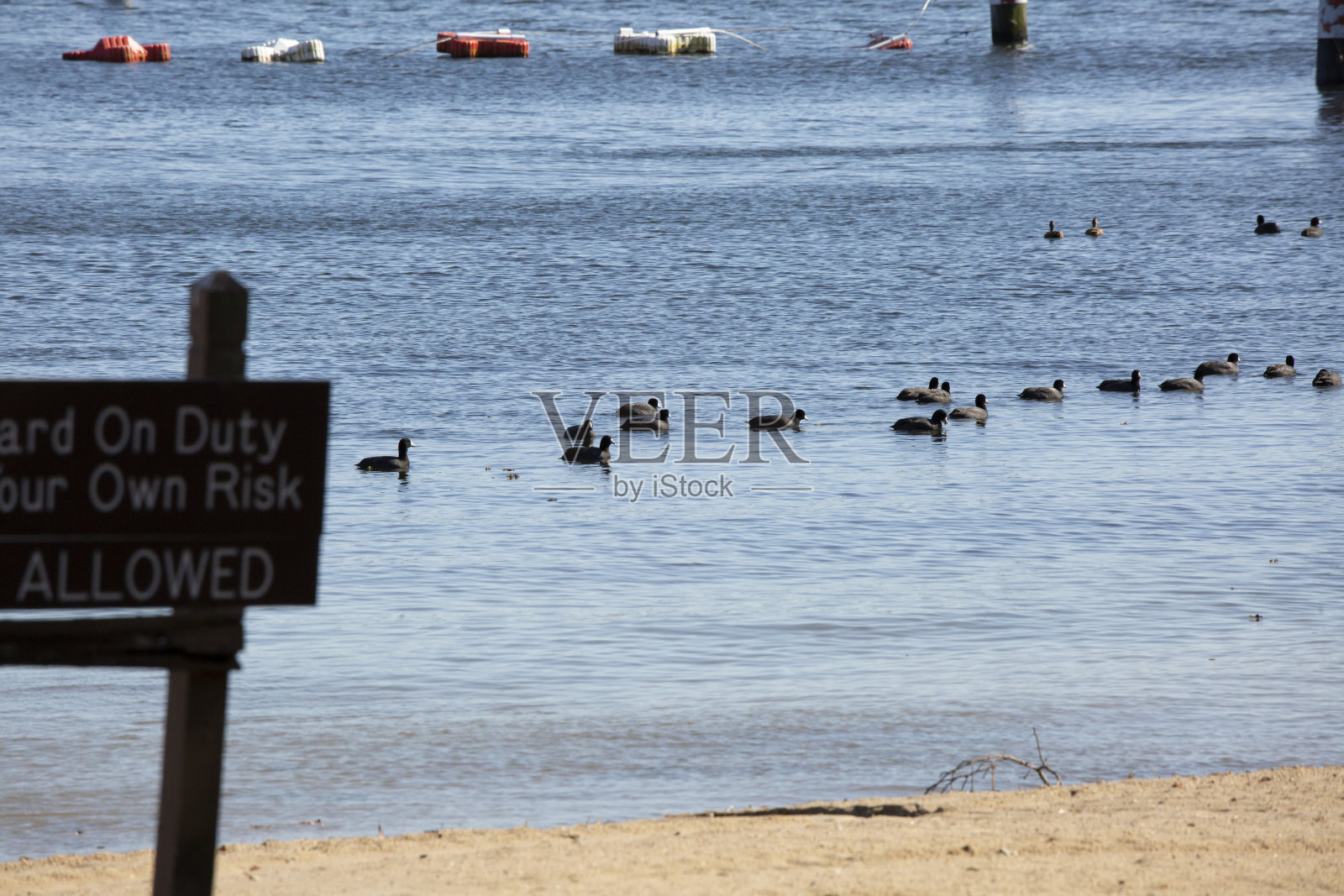 美国白骨顶群照片摄影图片