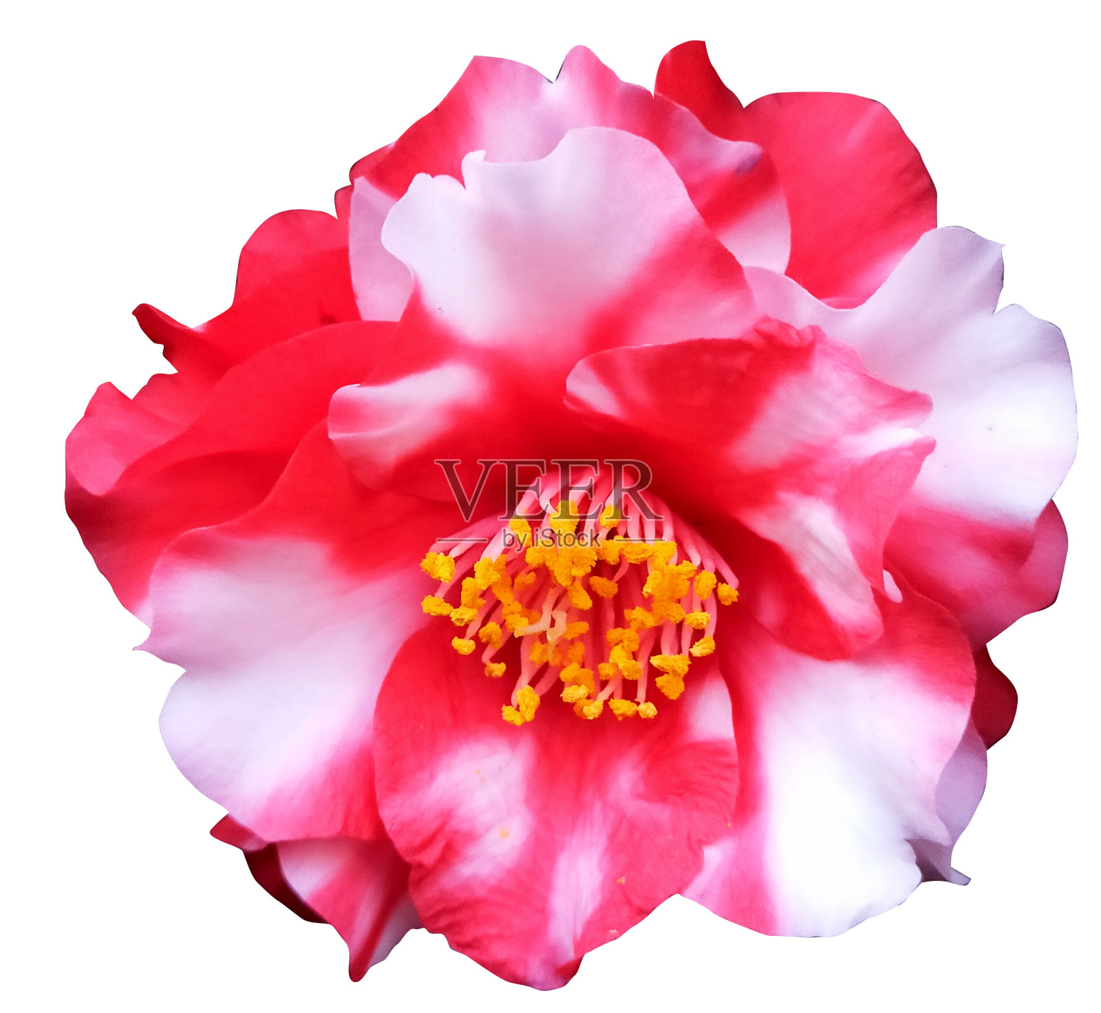 山茶花照片摄影图片