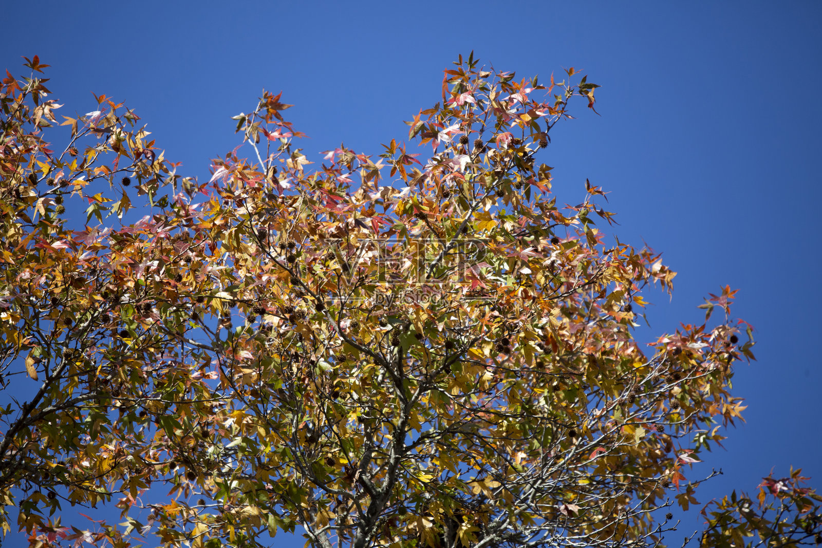 树叶改变颜色照片摄影图片