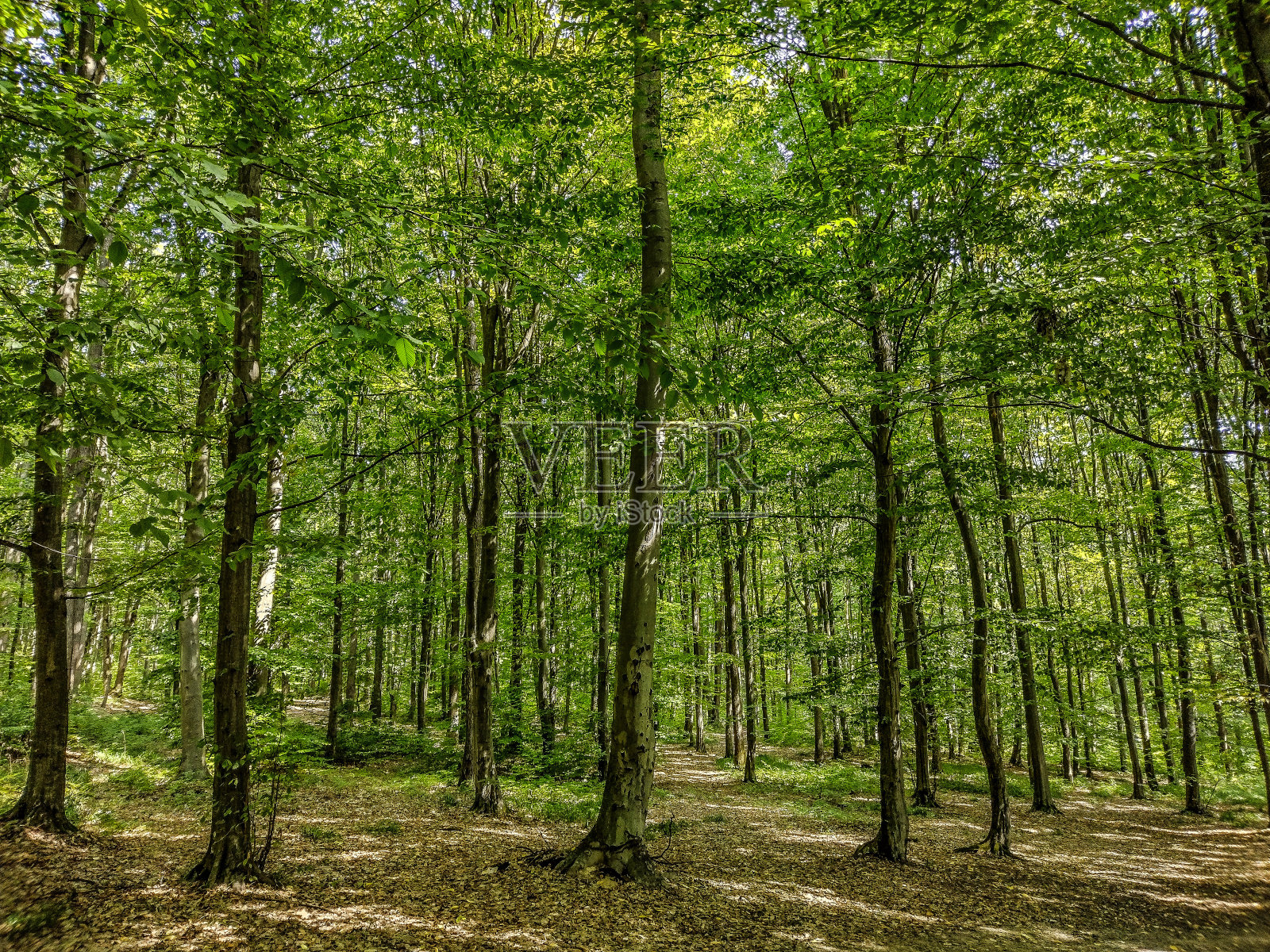 夏天的森林。森林景观照片摄影图片