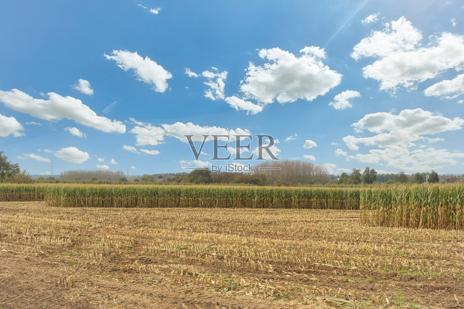 玉米田。收割正在进行中。秋天的农场景观照片摄影图片