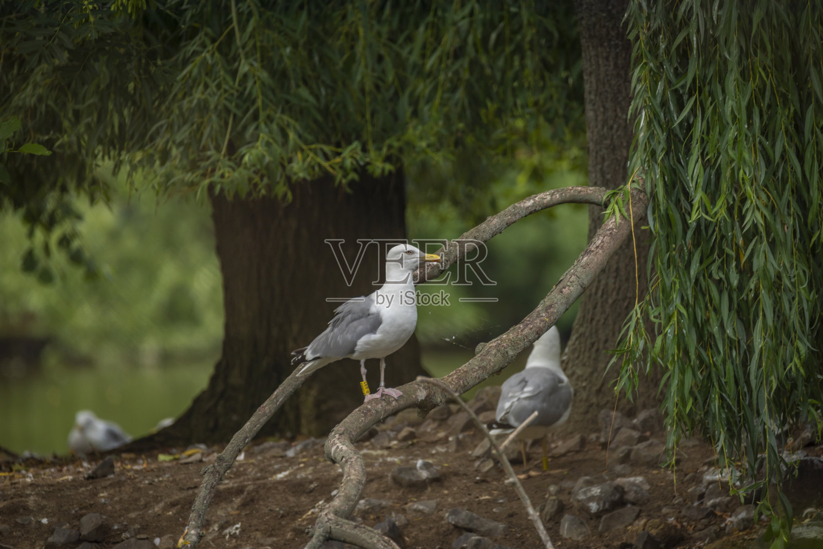 夏日炎炎，海鸥靠近绿湖照片摄影图片
