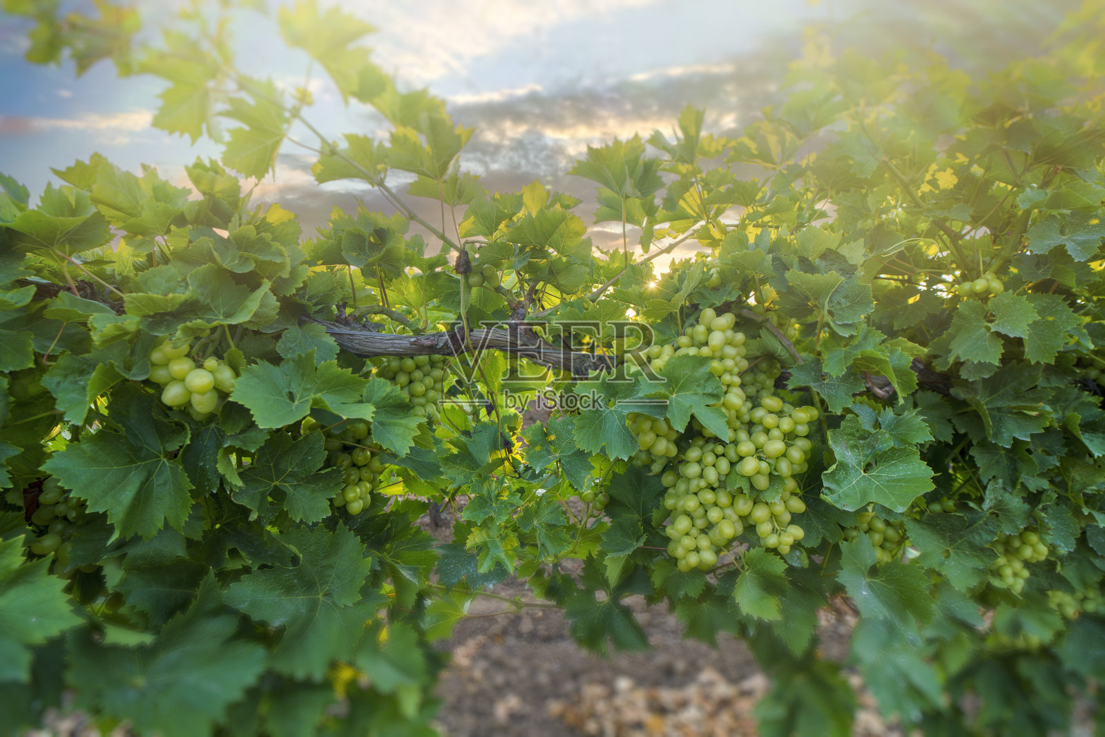 白天葡萄园里的白葡萄。照片摄影图片