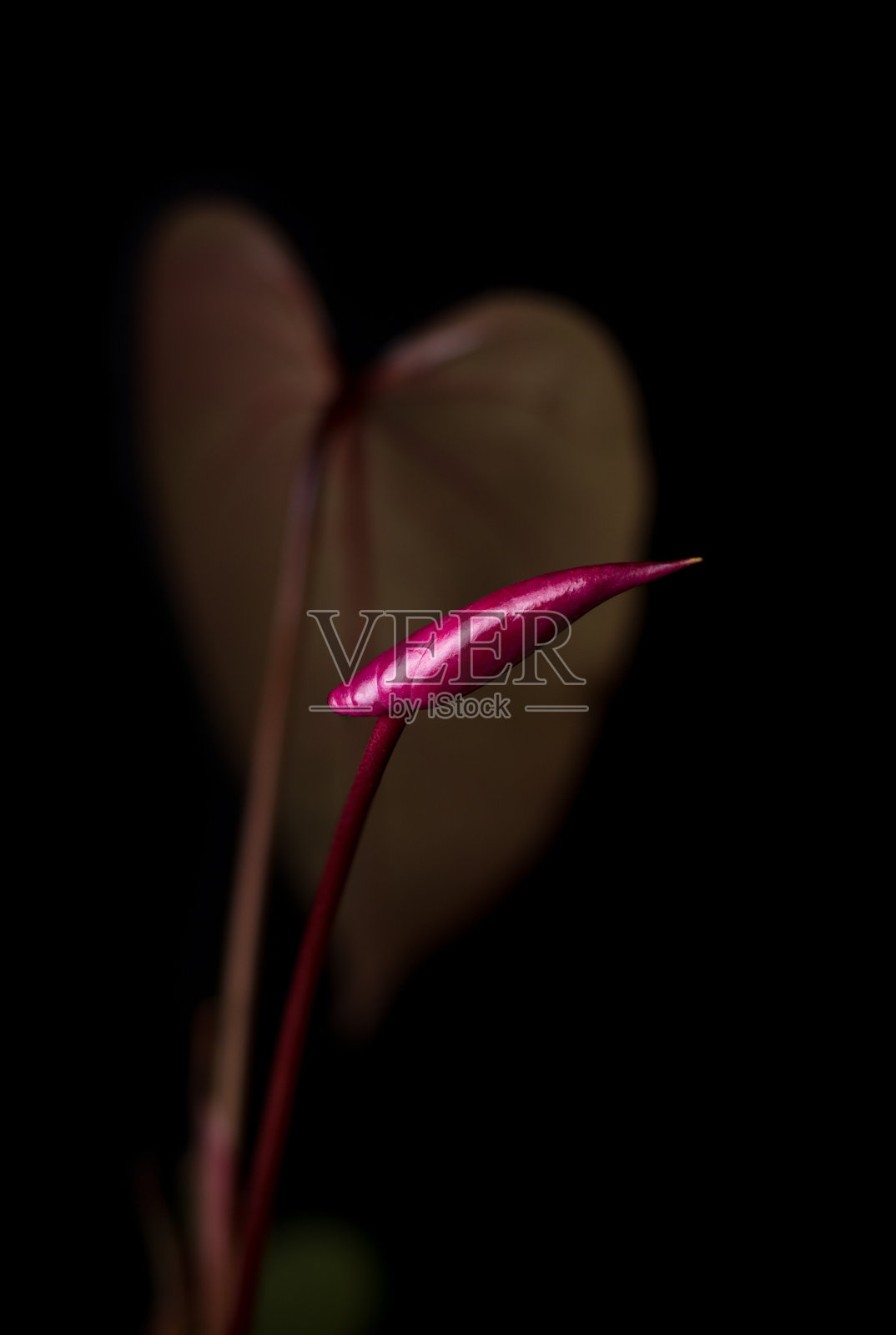 暗红色红掌花蕾带叶照片摄影图片