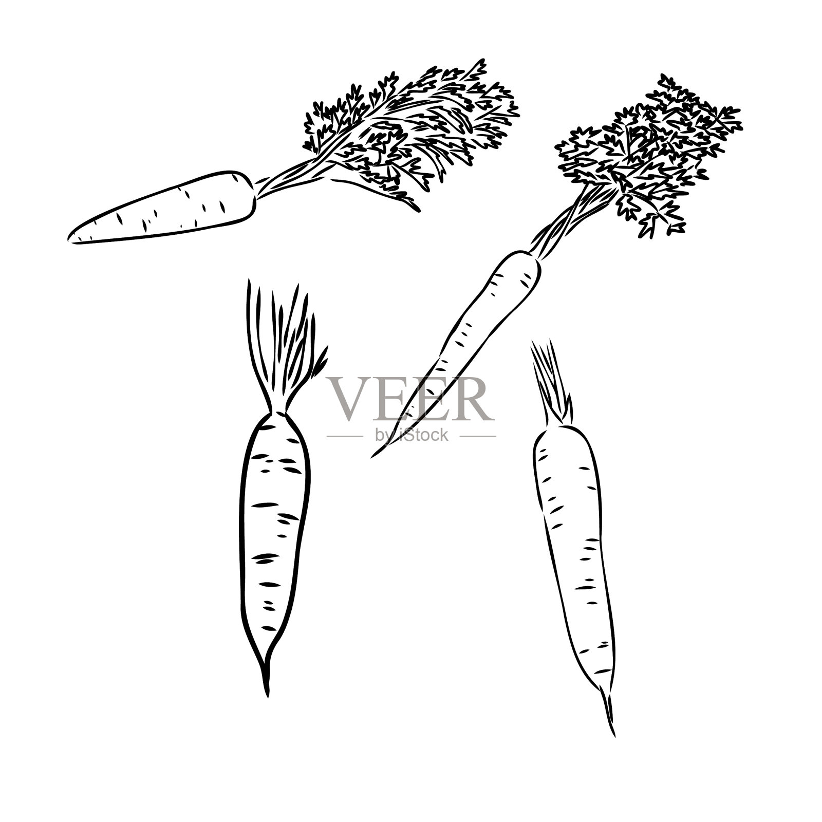 胡萝卜手绘集孤立菜刻图标素材