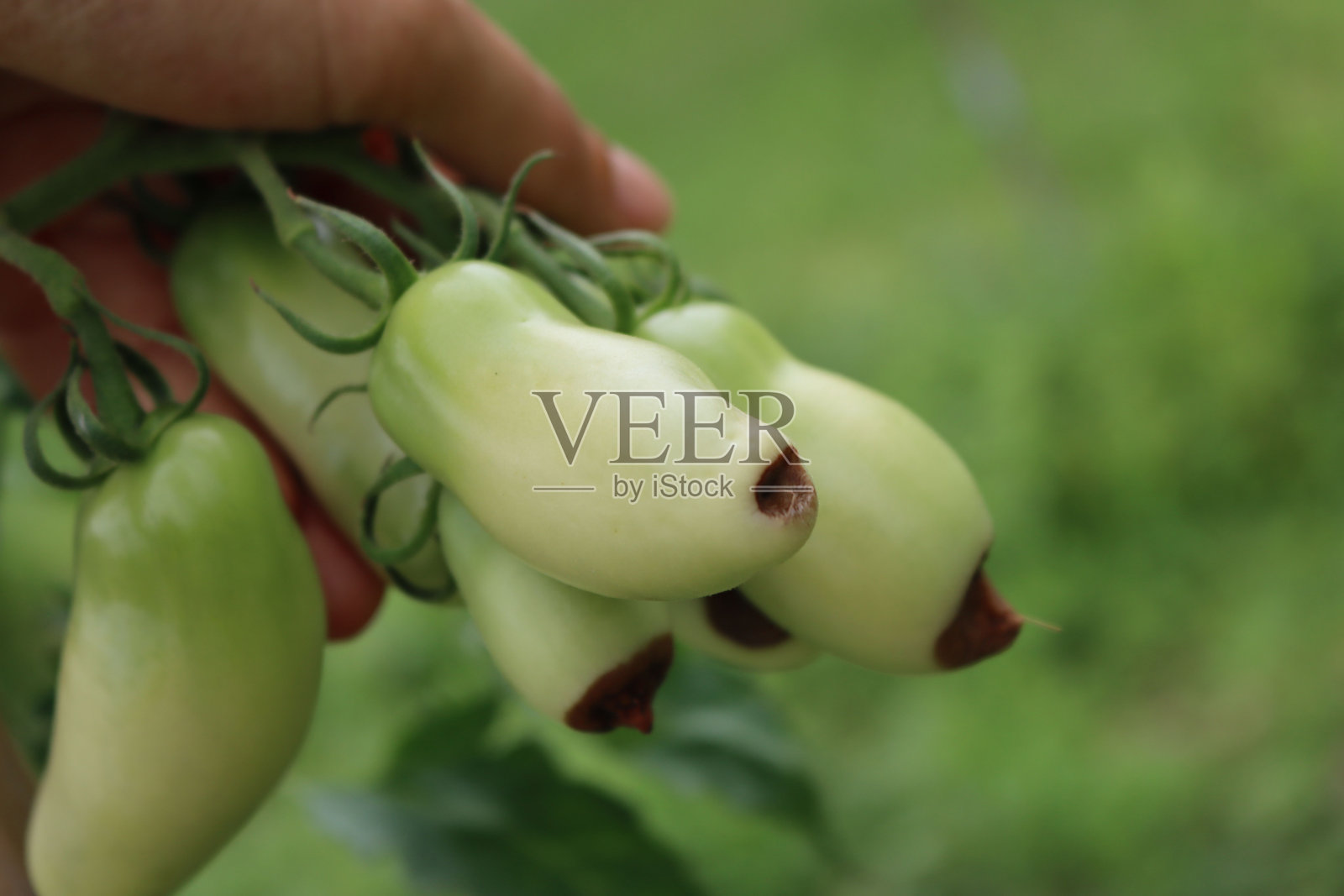 有根尖腐病的手持未成熟番茄的女性手照片摄影图片