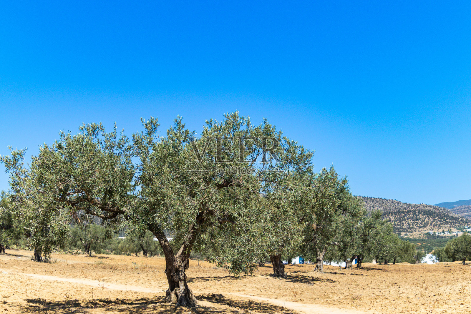 特写橄榄树丛照片摄影图片