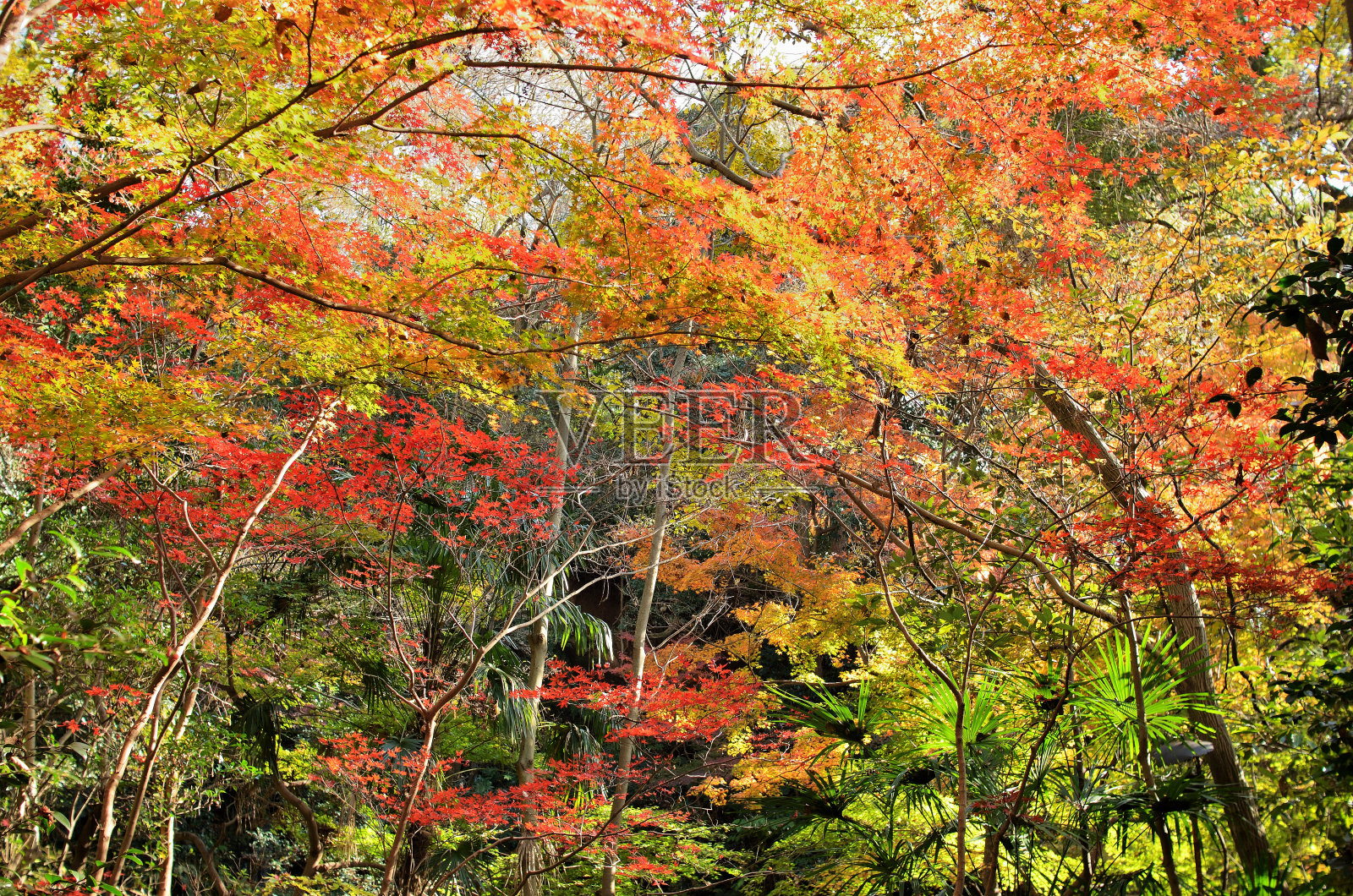 鸟笼木谷的秋色照片摄影图片