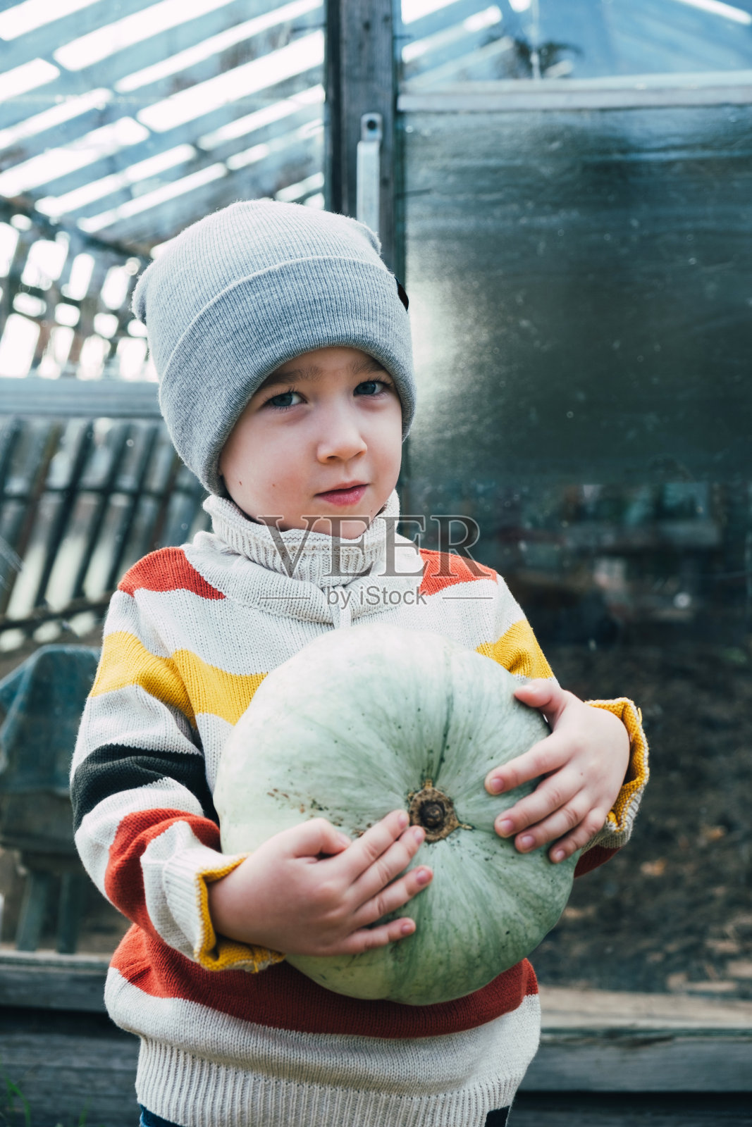 秋收，有机农场蔬菜，为万圣节做准备照片摄影图片