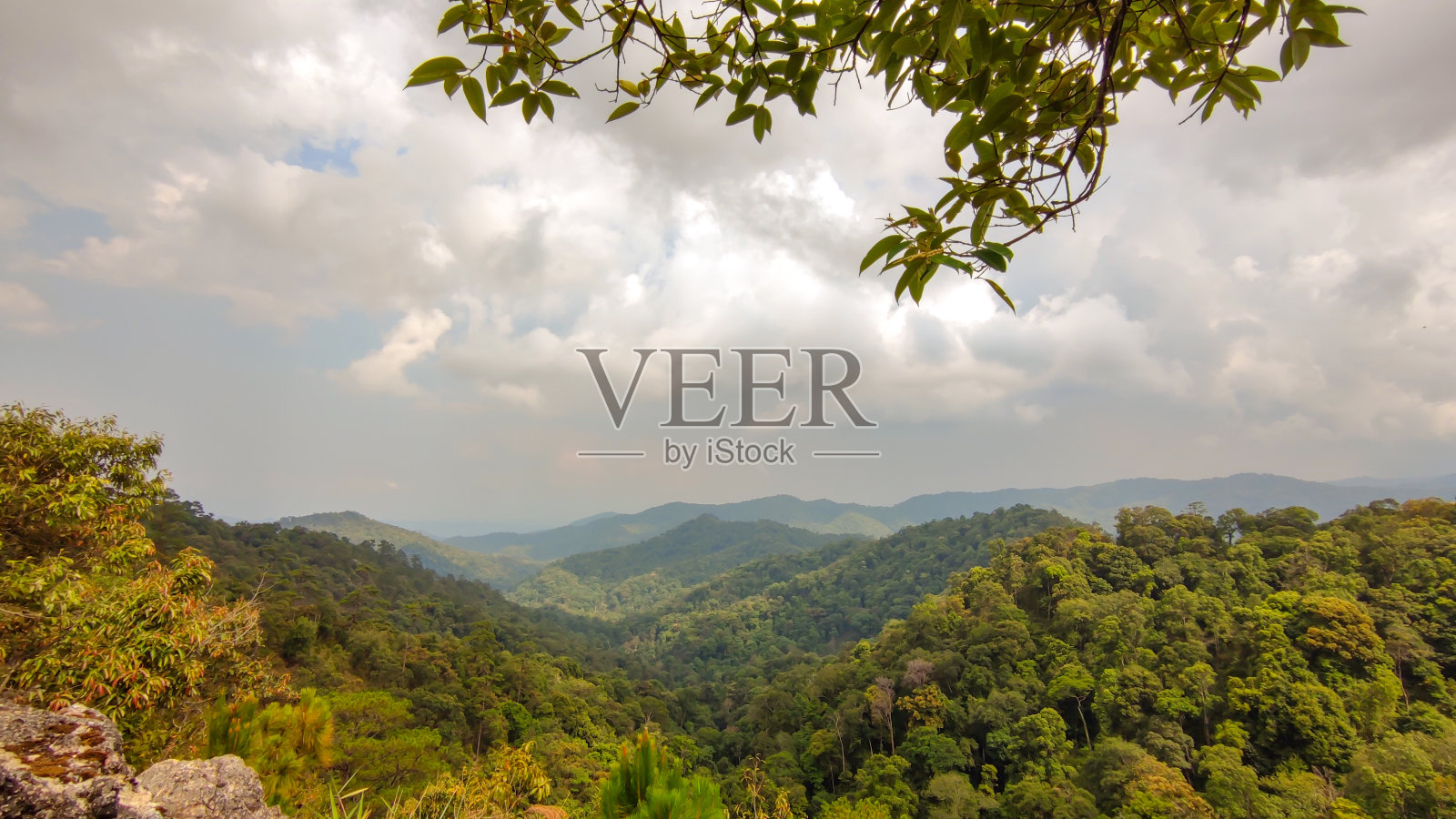 山上的森林景观照片摄影图片