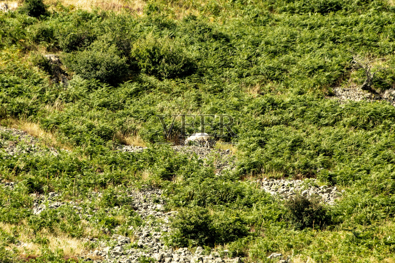 山坡上的羊照片摄影图片