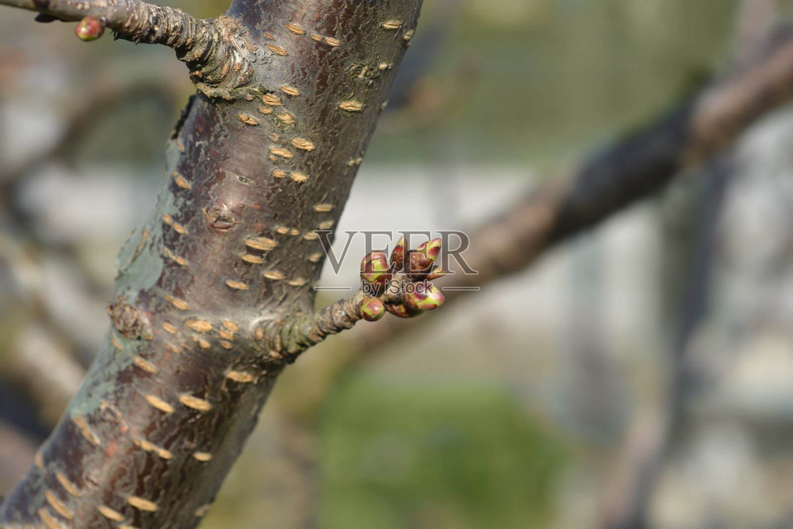 欧洲甜樱桃照片摄影图片