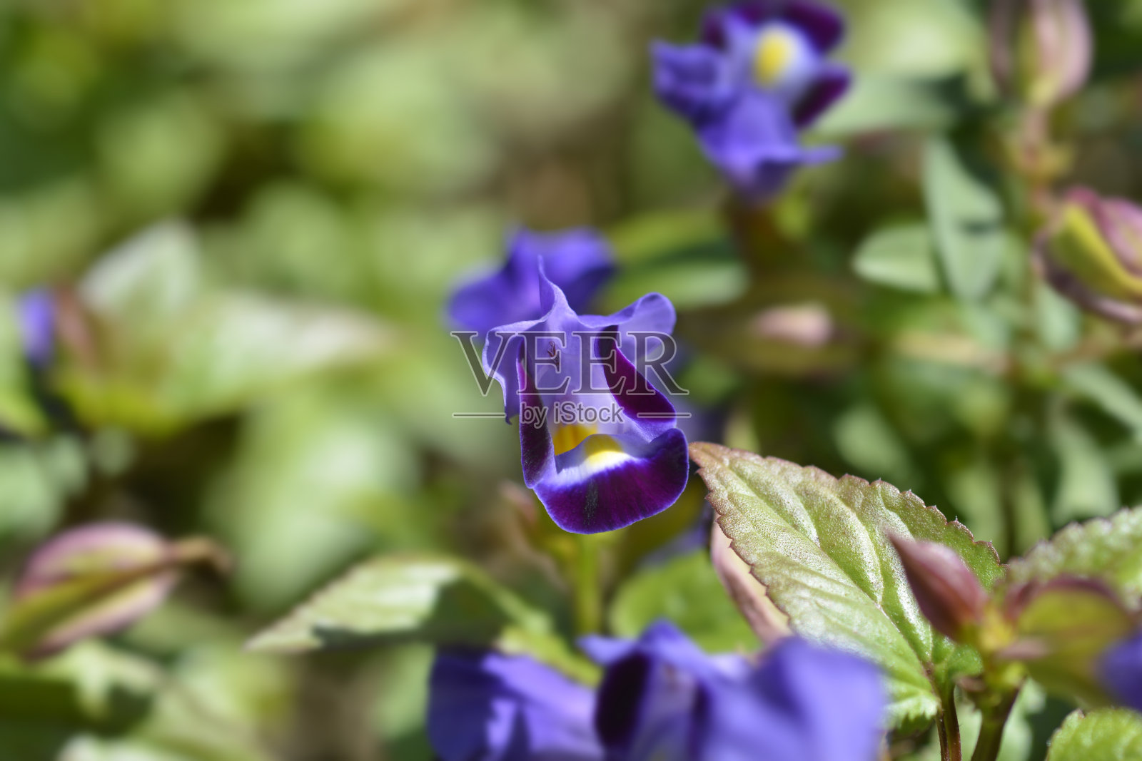 叉骨花照片摄影图片