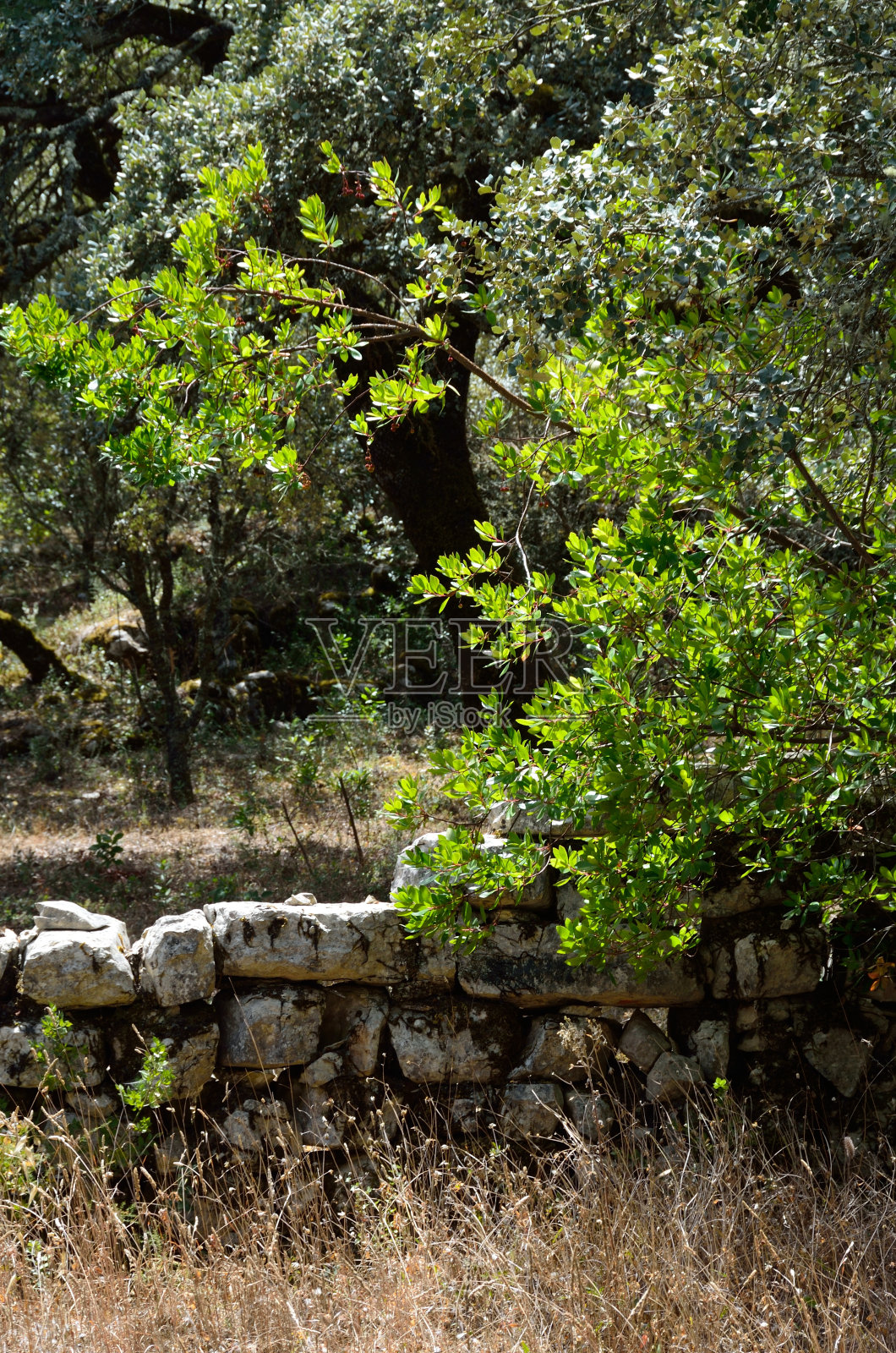 牧童之路照片摄影图片