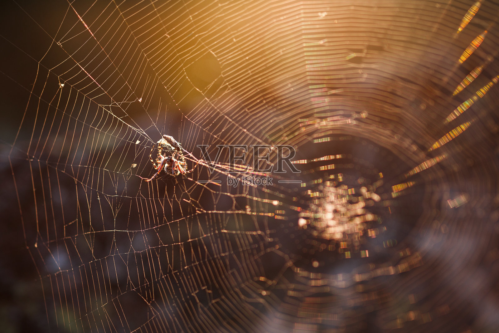 一只巨大的棕色织网蜘蛛在它的网上捕食它的猎物。照片摄影图片