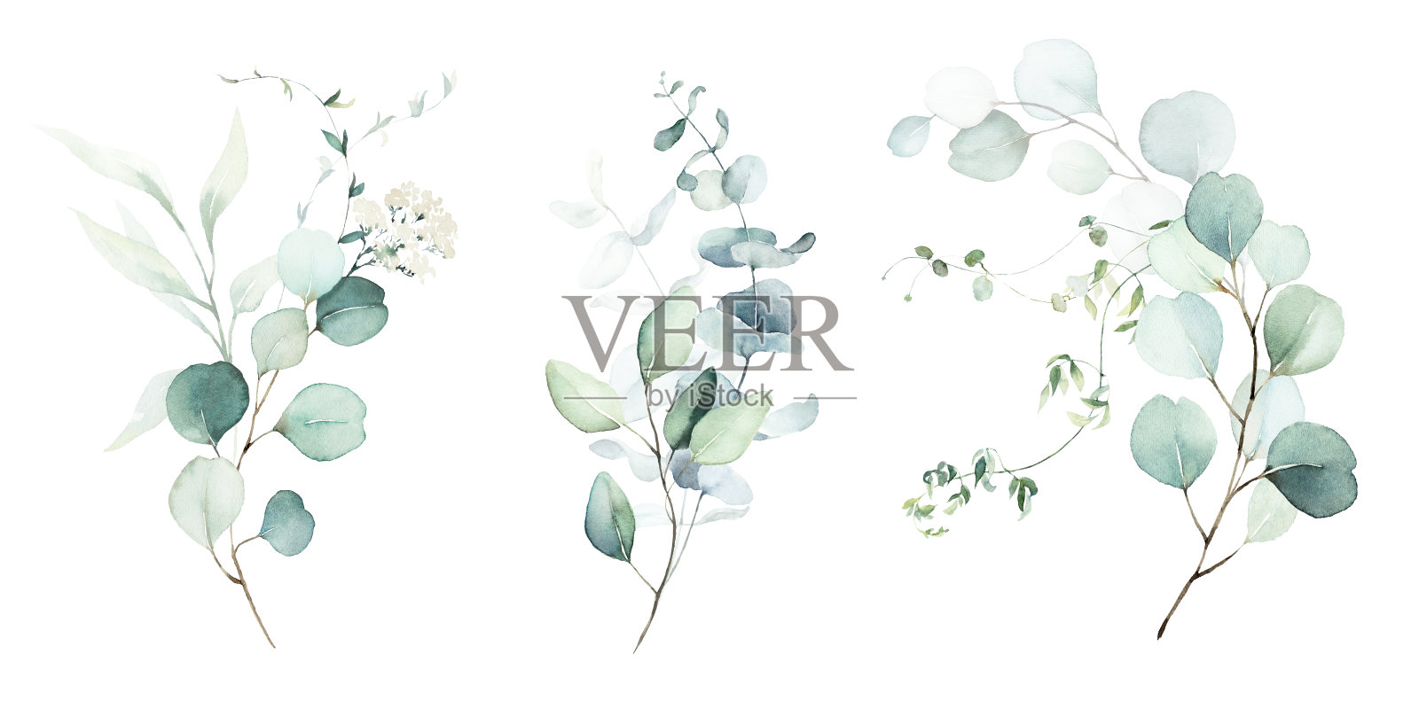 水彩花卉插图花束-绿叶树枝收集。插画图片素材