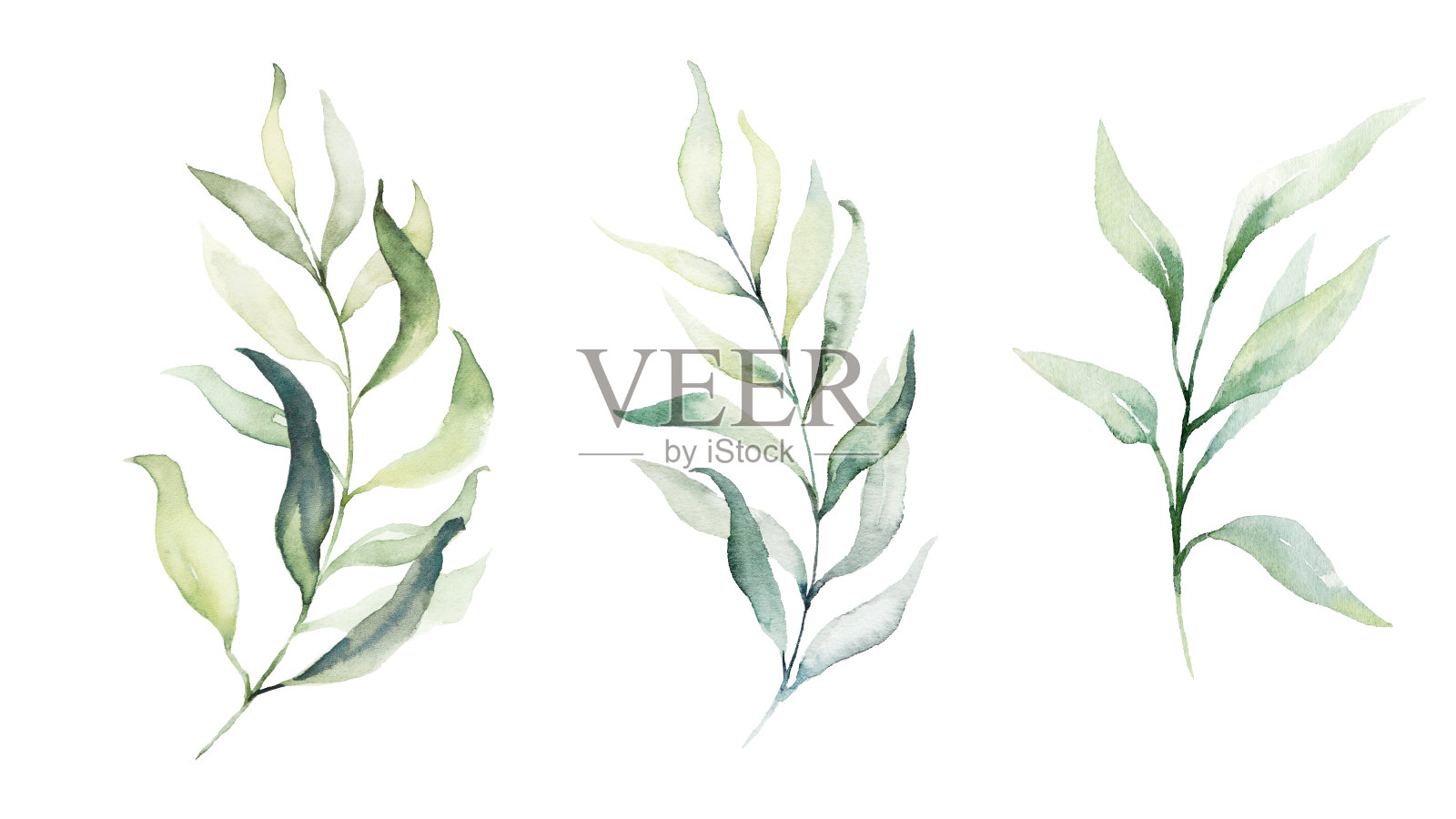 水彩花卉插图花束-绿叶树枝收集。插画图片素材