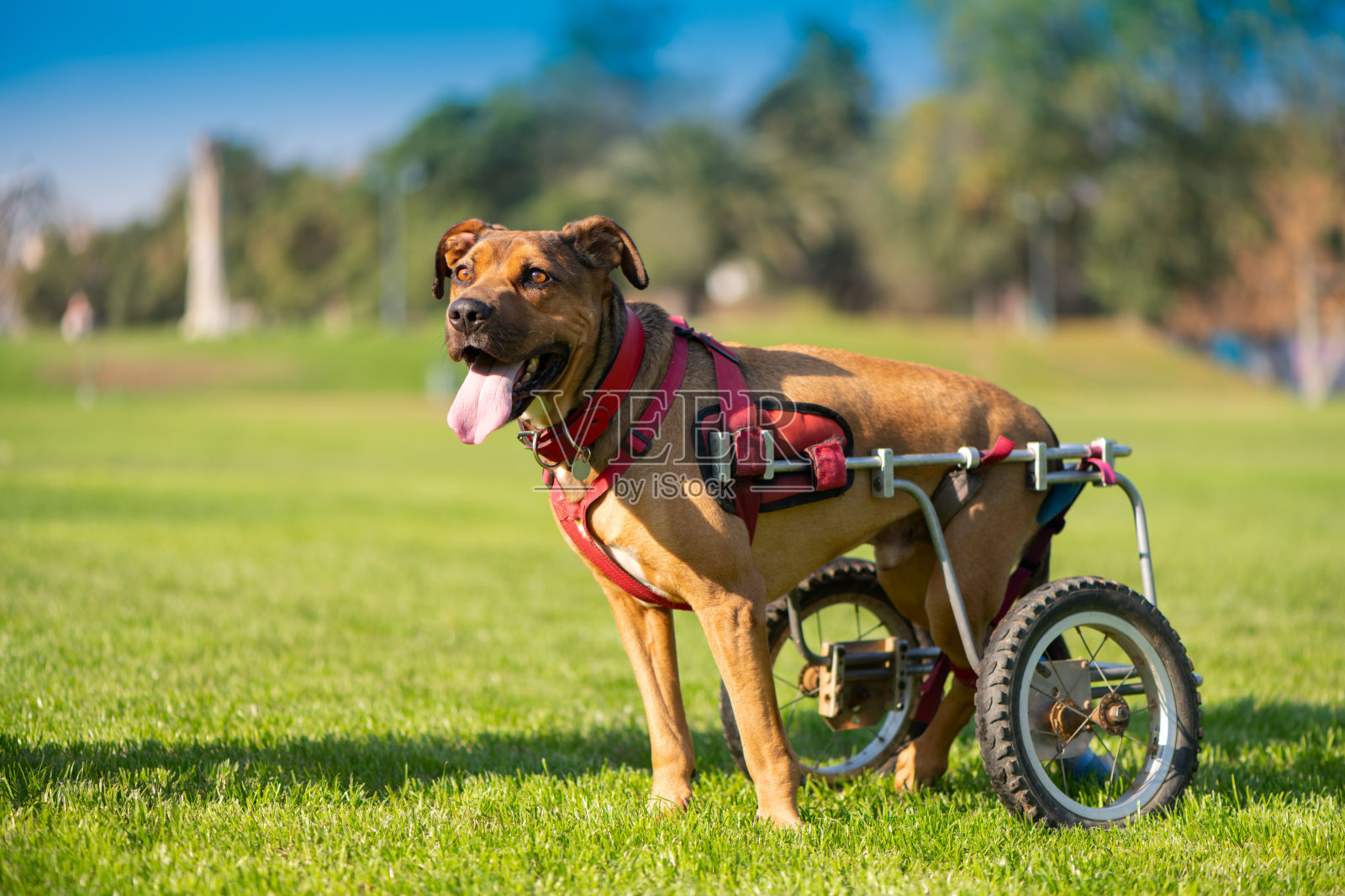 狗在轮椅上照片摄影图片