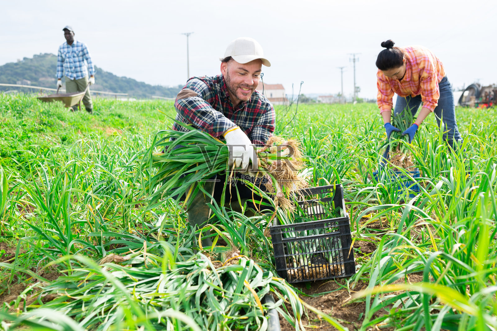 自信的农民在地里采摘春天的大蒜照片摄影图片