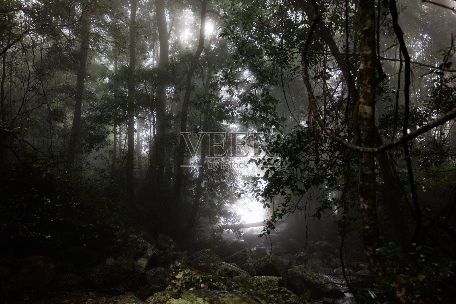 美丽的瀑布隐藏在澳大利亚的热带雨林照片摄影图片