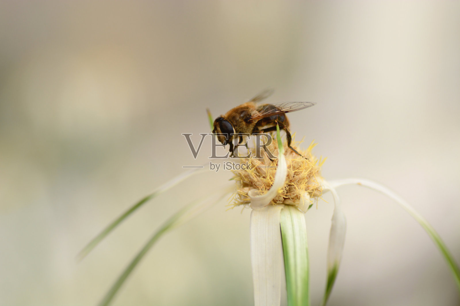 Eristalis佩蒂纳克斯照片摄影图片