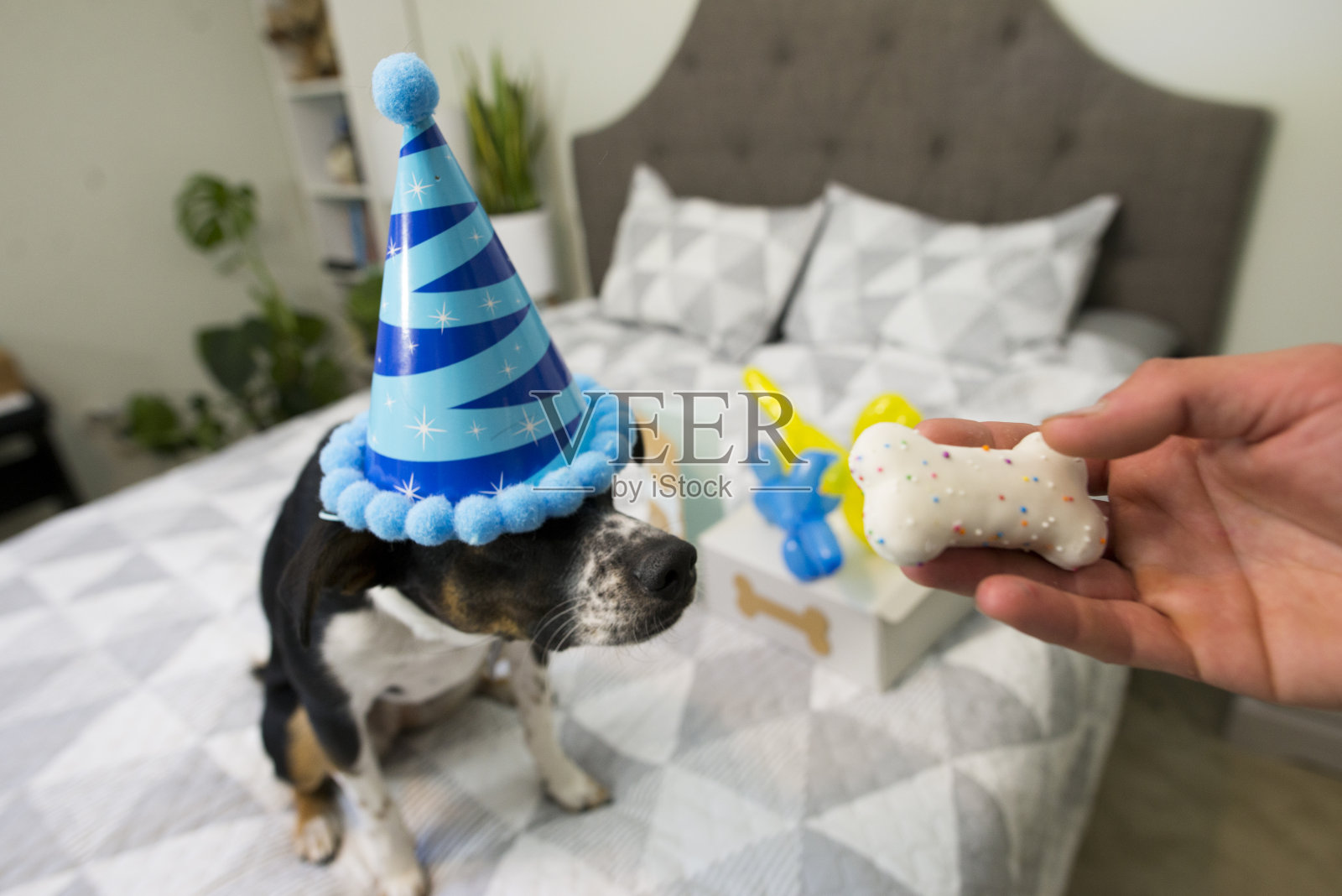 和主人一起庆祝生日照片摄影图片