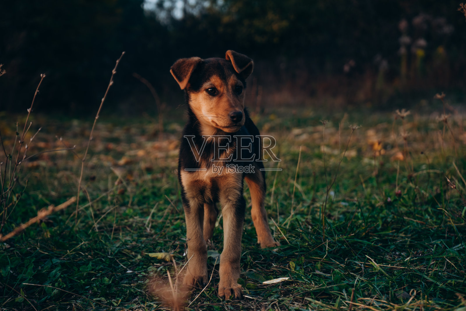 小流浪狗。草地上的棕色小狗。悲伤的无家可归的动物。照片摄影图片