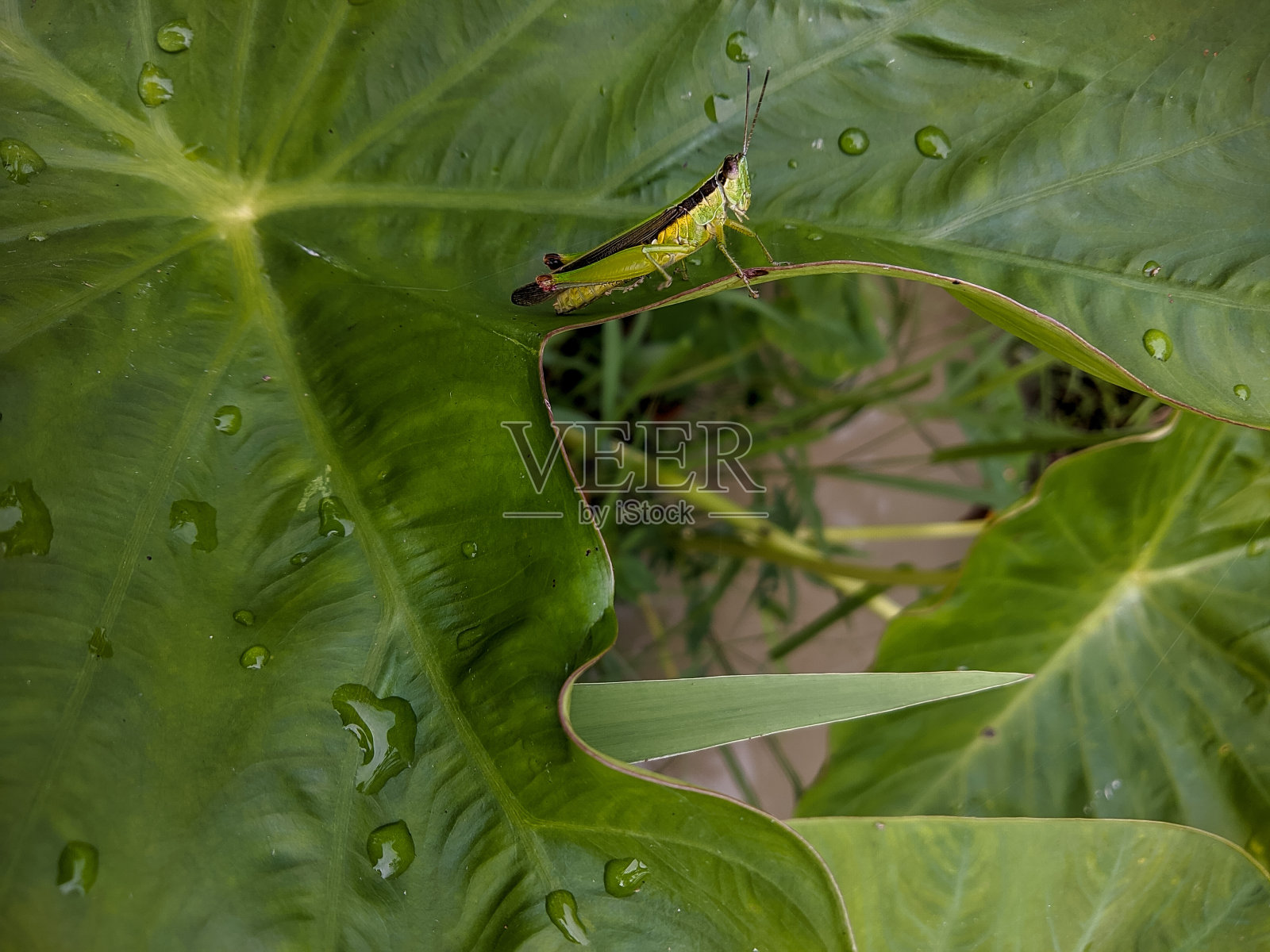 一只小蚱蜢栖息在一片绿叶上照片摄影图片