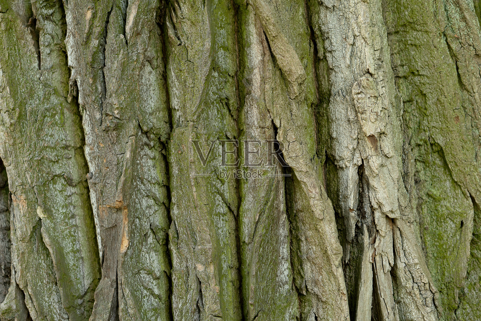 长满苔藓的树干。纹理背景照片摄影图片