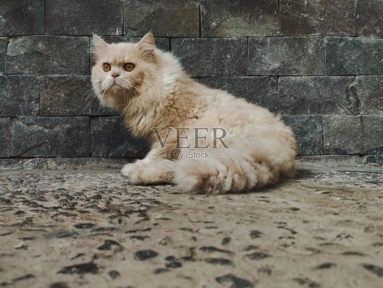 愤怒的猫照片摄影图片