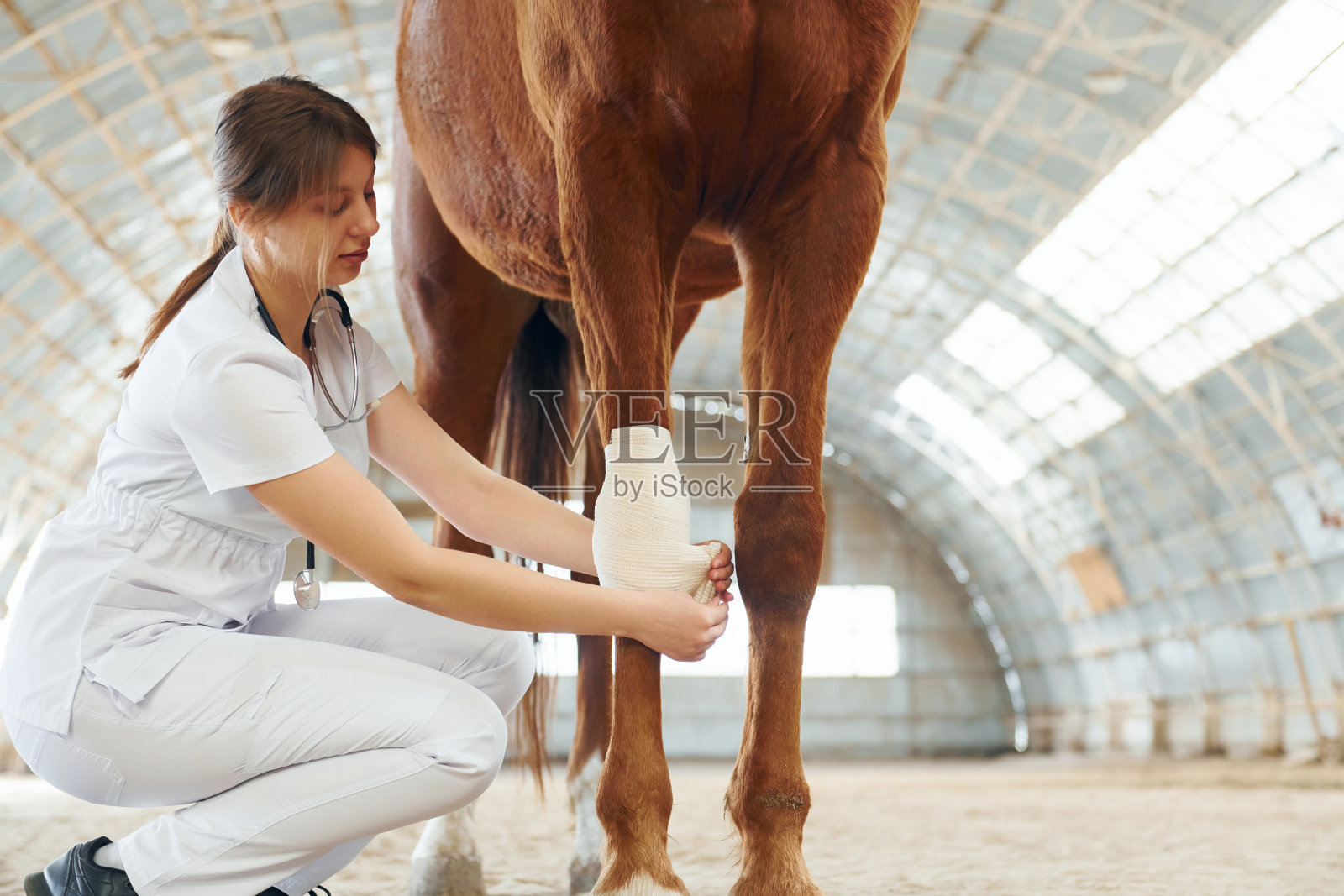 包扎膝盖上的伤口。穿着白大褂的女医生牵着马在马厩里照片摄影图片