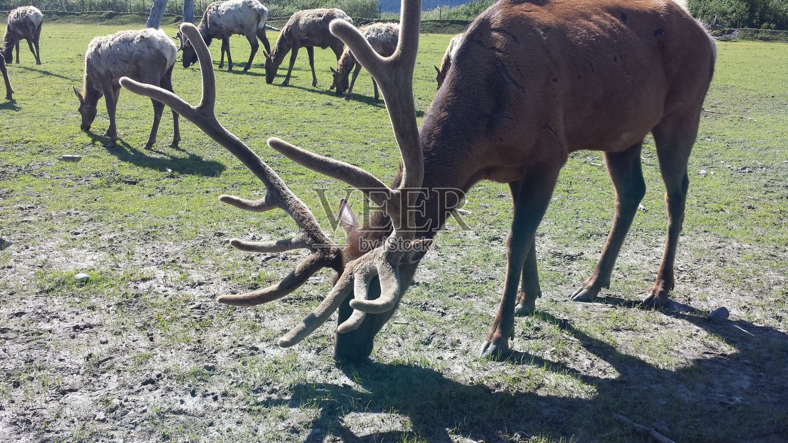 在阿拉斯加驯鹿照片摄影图片