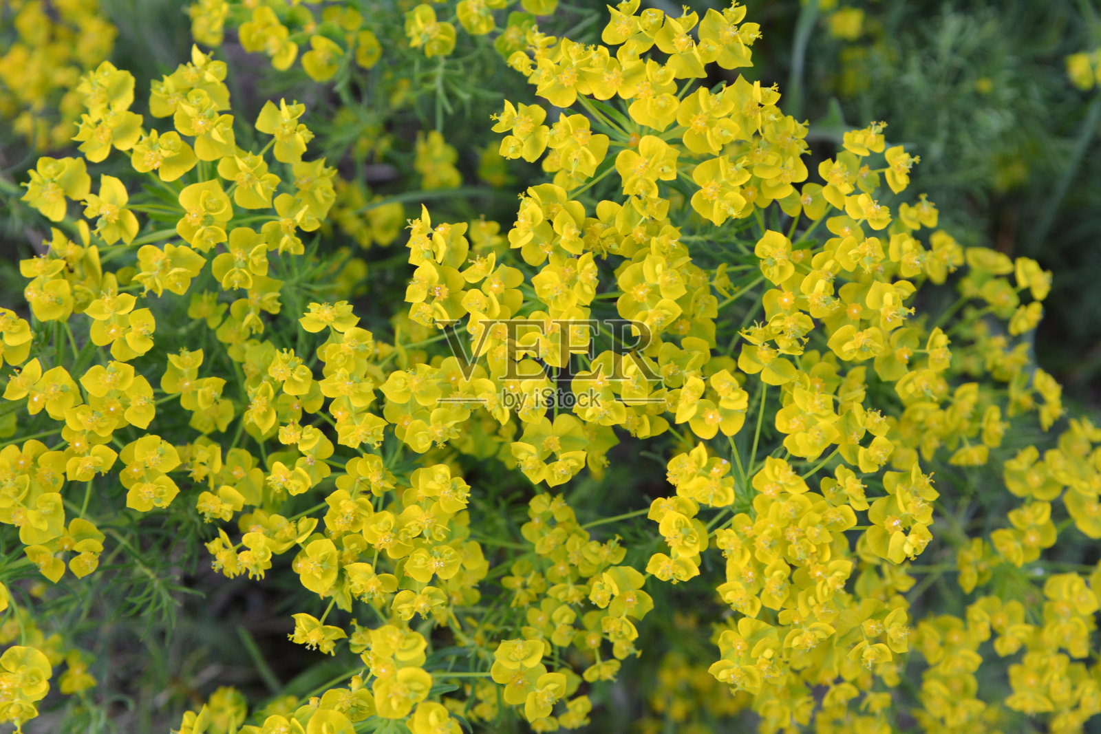 春天，大戟在草本植物中开花照片摄影图片