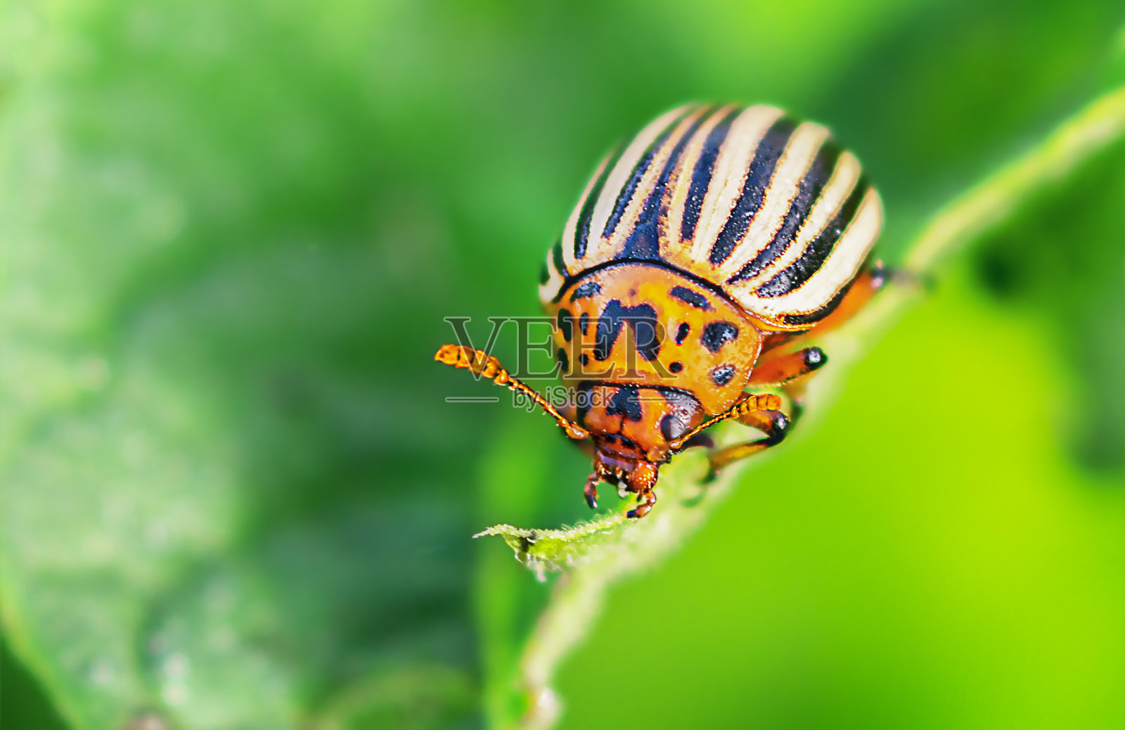 科罗拉多土豆甲虫坐在土豆叶子的特写照片照片摄影图片