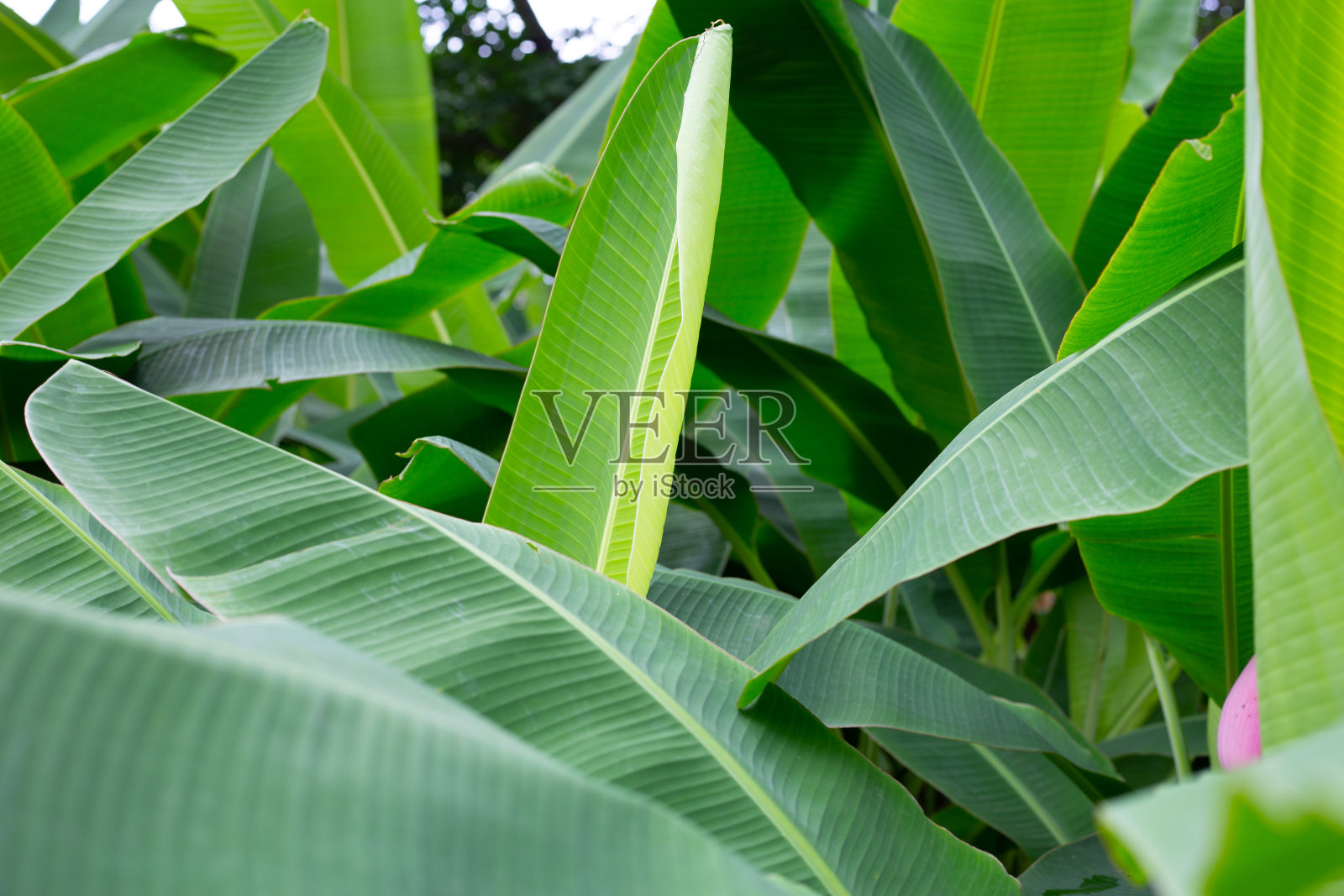 香蕉树的绿叶照片摄影图片
