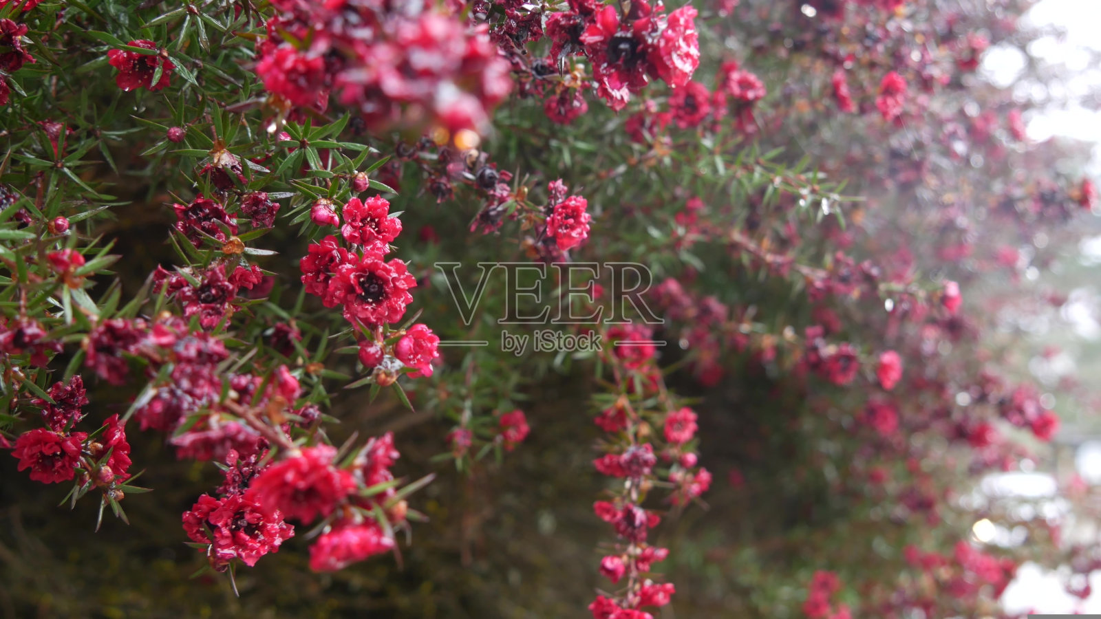茶树或桃金娘花，钩花或麦卢卡花，红宝石或红色锦缎照片摄影图片