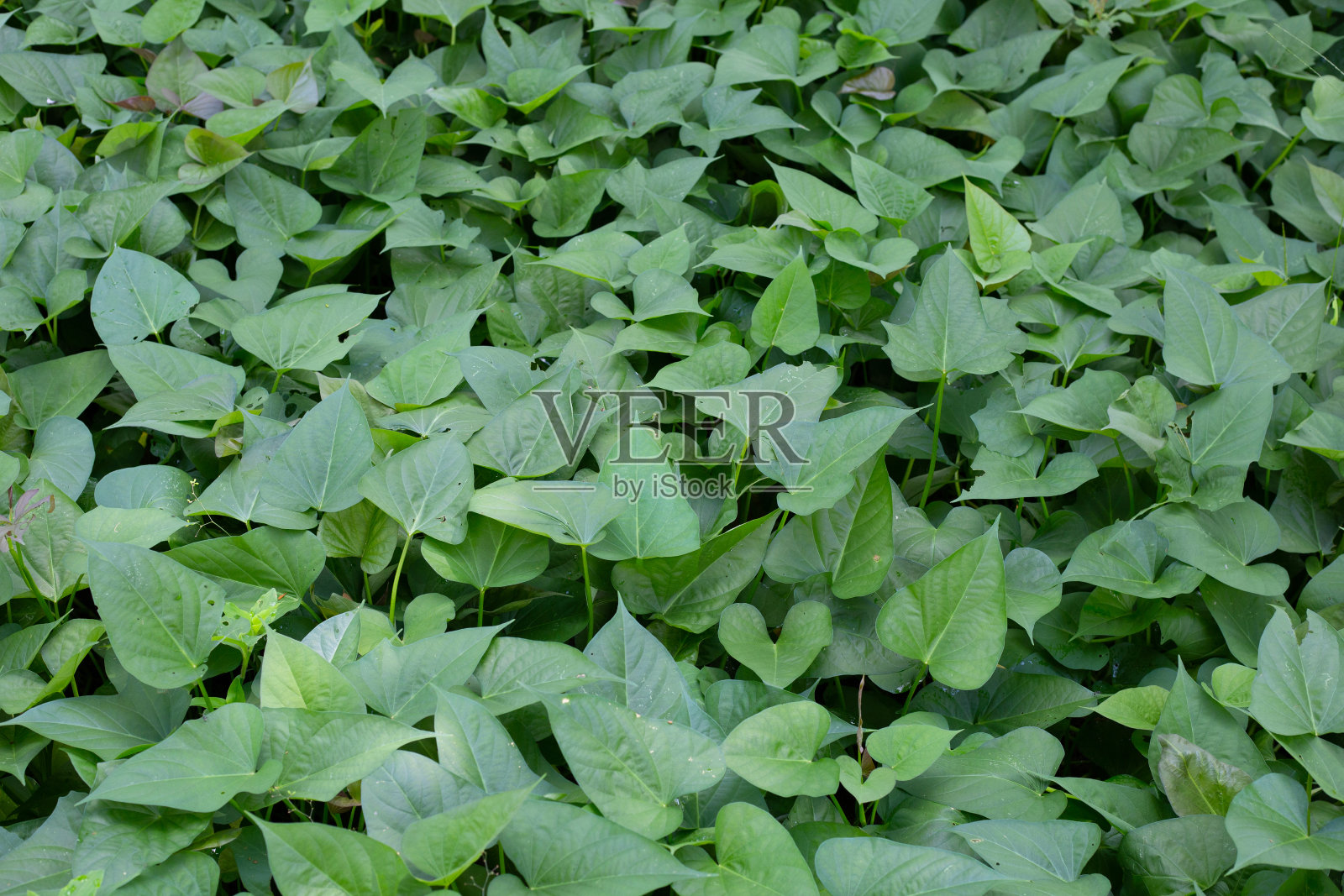 甘薯的绿叶照片摄影图片